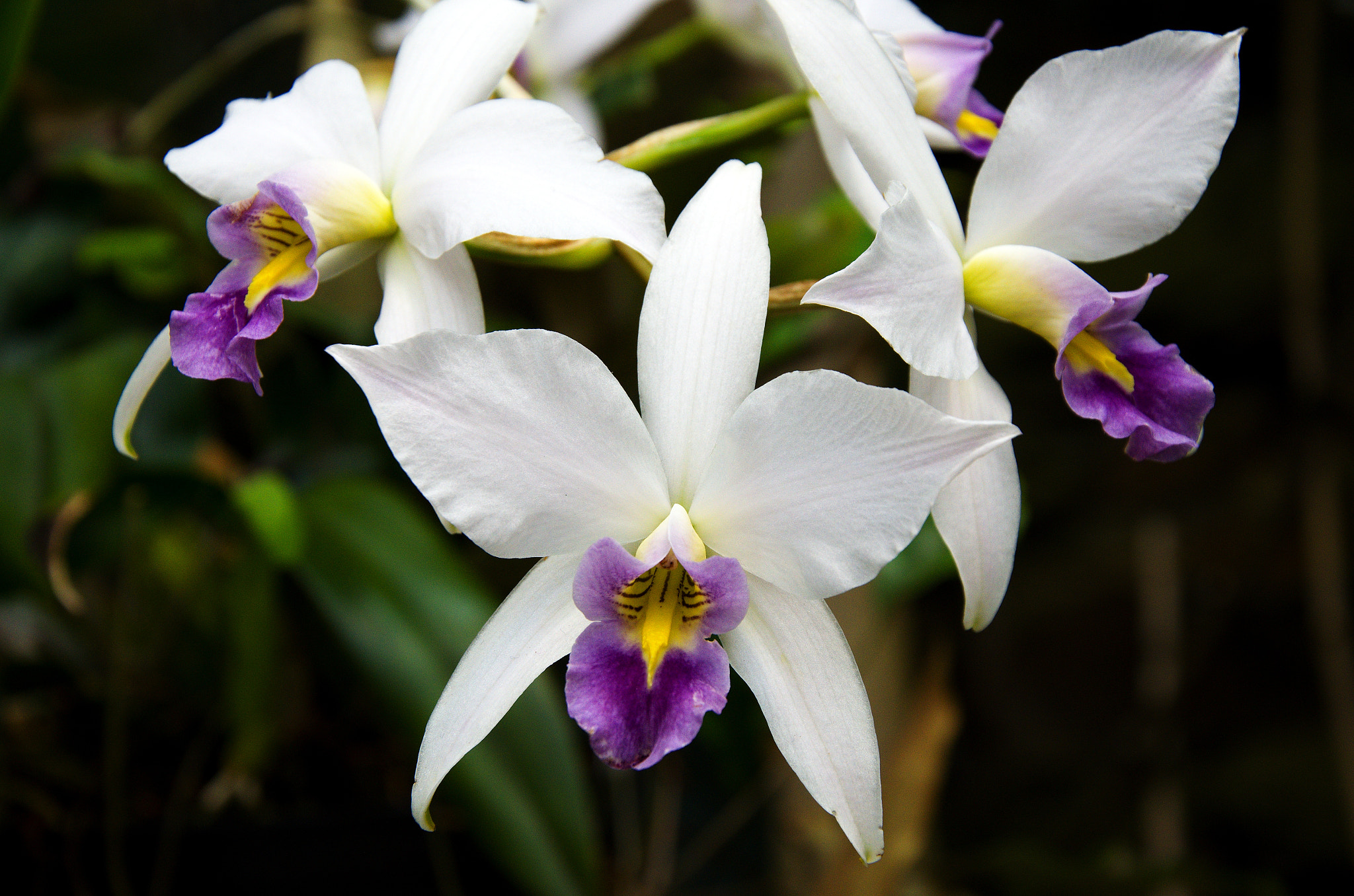 Nikon D7000 + 18.00 - 105.00 mm f/3.5 - 5.6 sample photo. Orchids photography