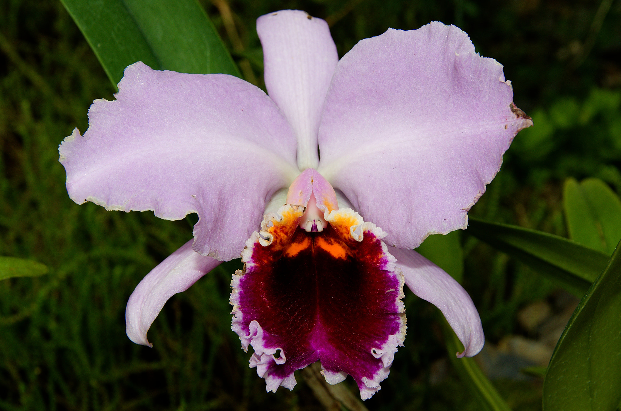18.00 - 105.00 mm f/3.5 - 5.6 sample photo. Orchid photography