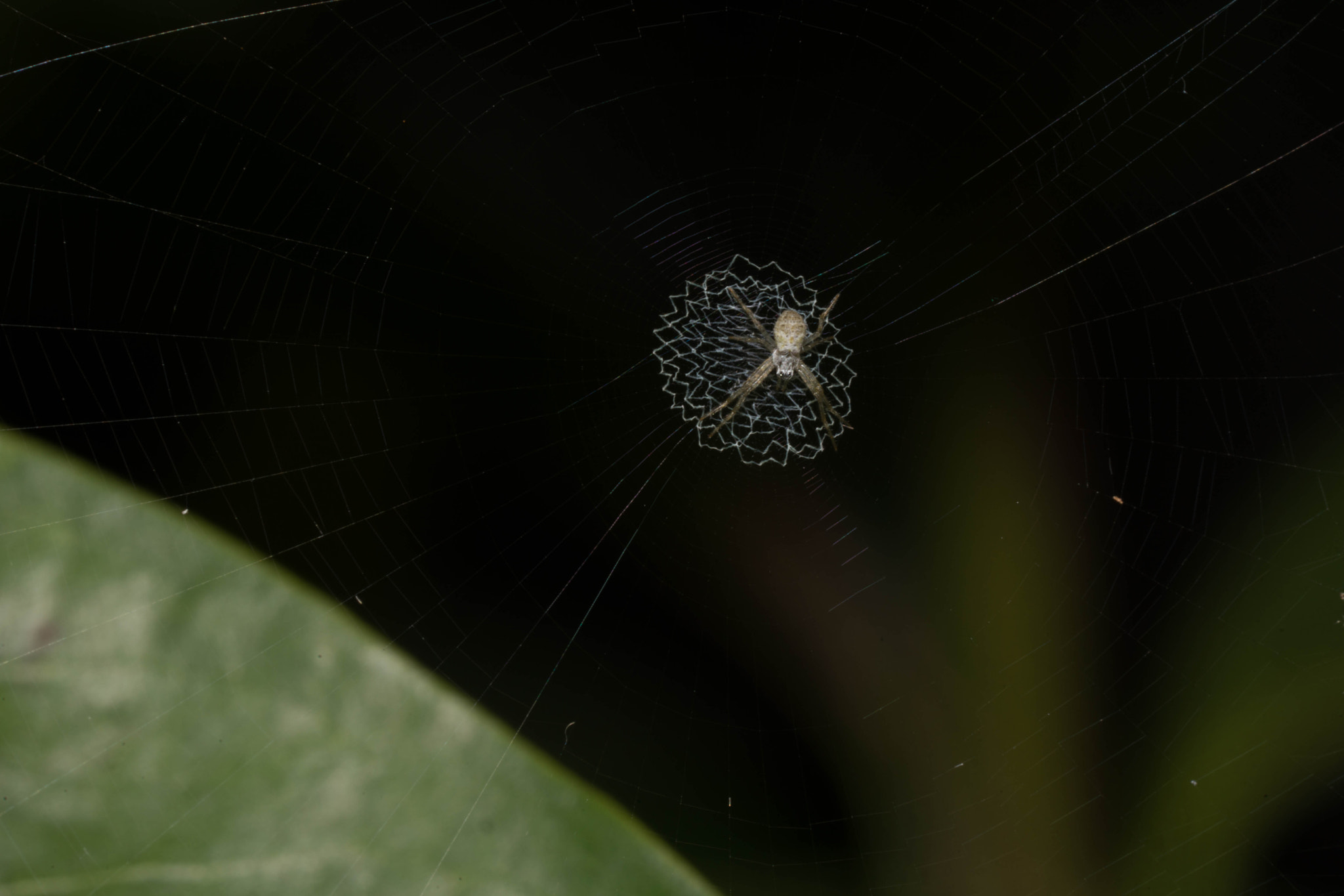 Sony a99 II + Sony 100mm F2.8 Macro sample photo. Spider's web photography