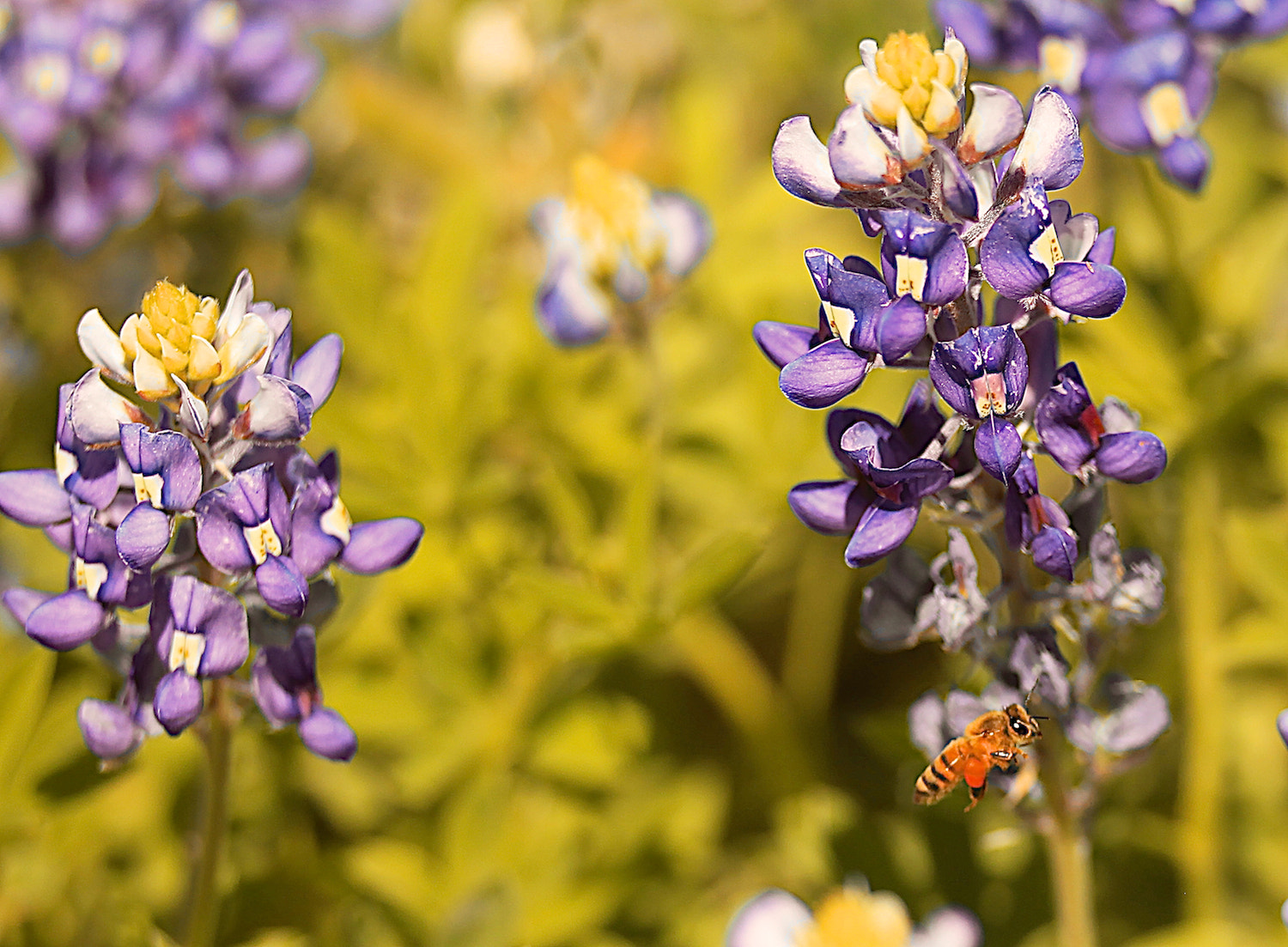 Canon EF 180mm F3.5L Macro USM sample photo. A visitor photography