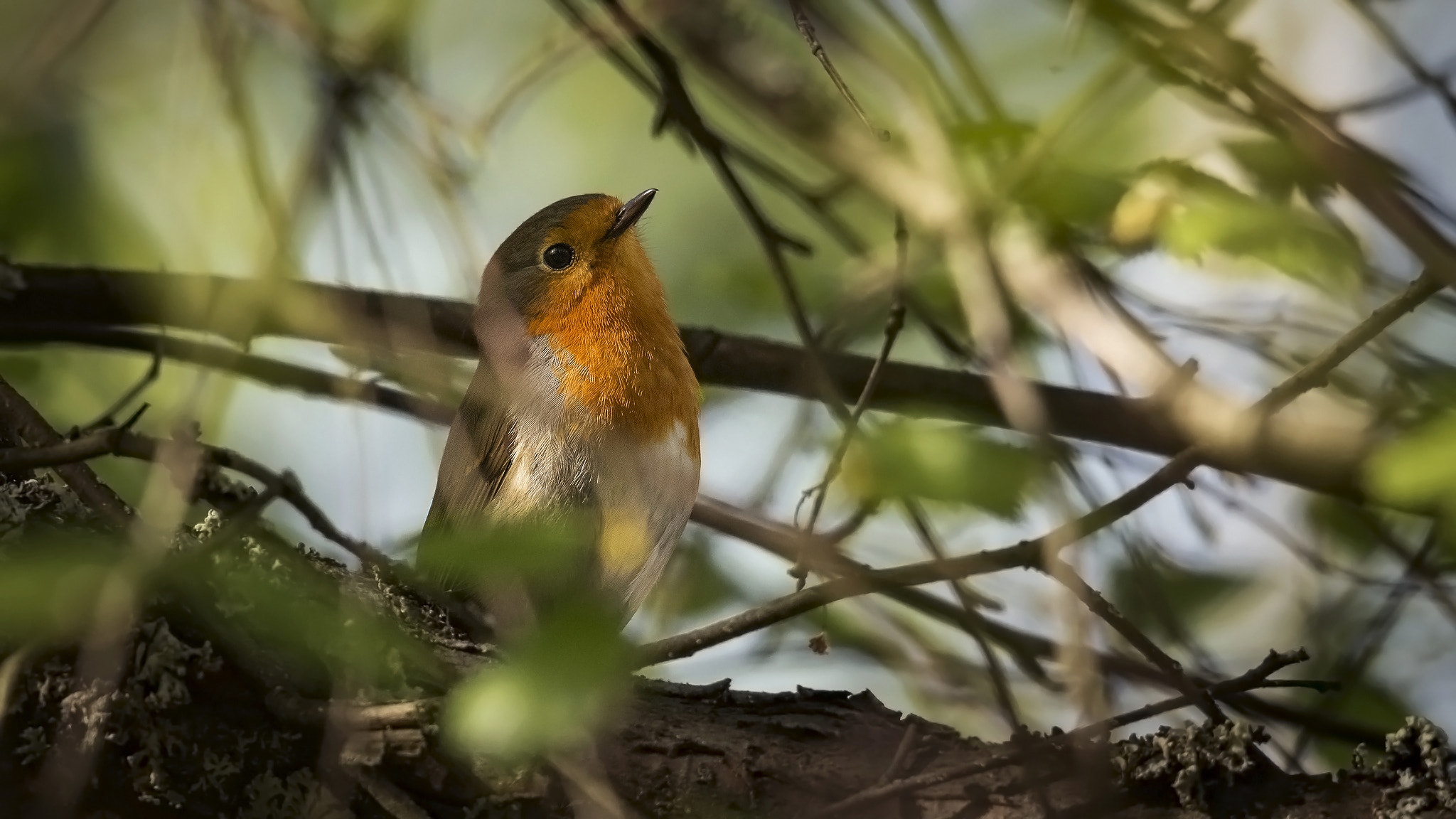 Sigma 150-500mm F5-6.3 DG OS HSM sample photo. Robin. photography