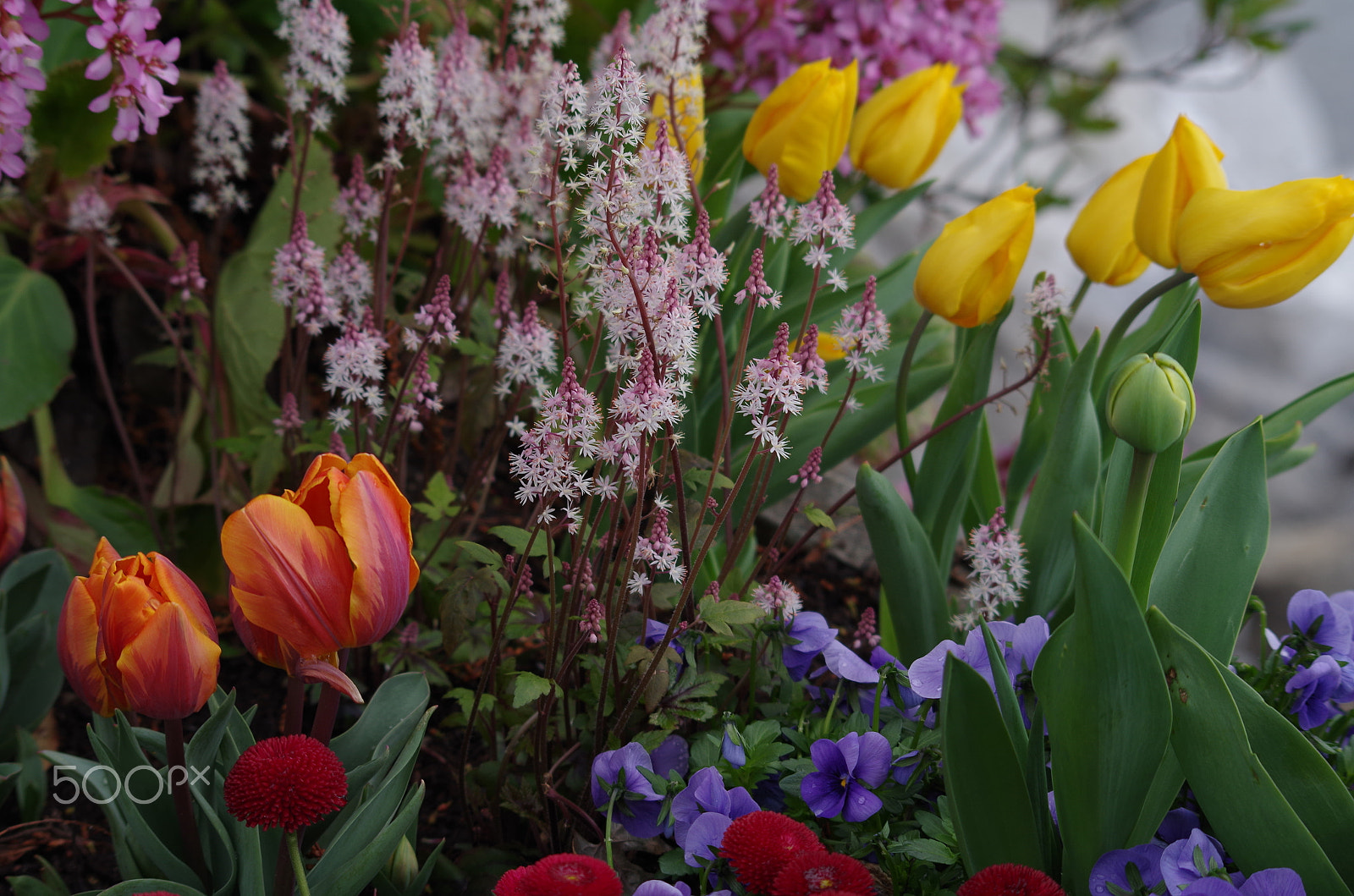 Pentax K-50 + Sigma 70-300mm F4-5.6 Macro sample photo. Spring array of colored flowers photography