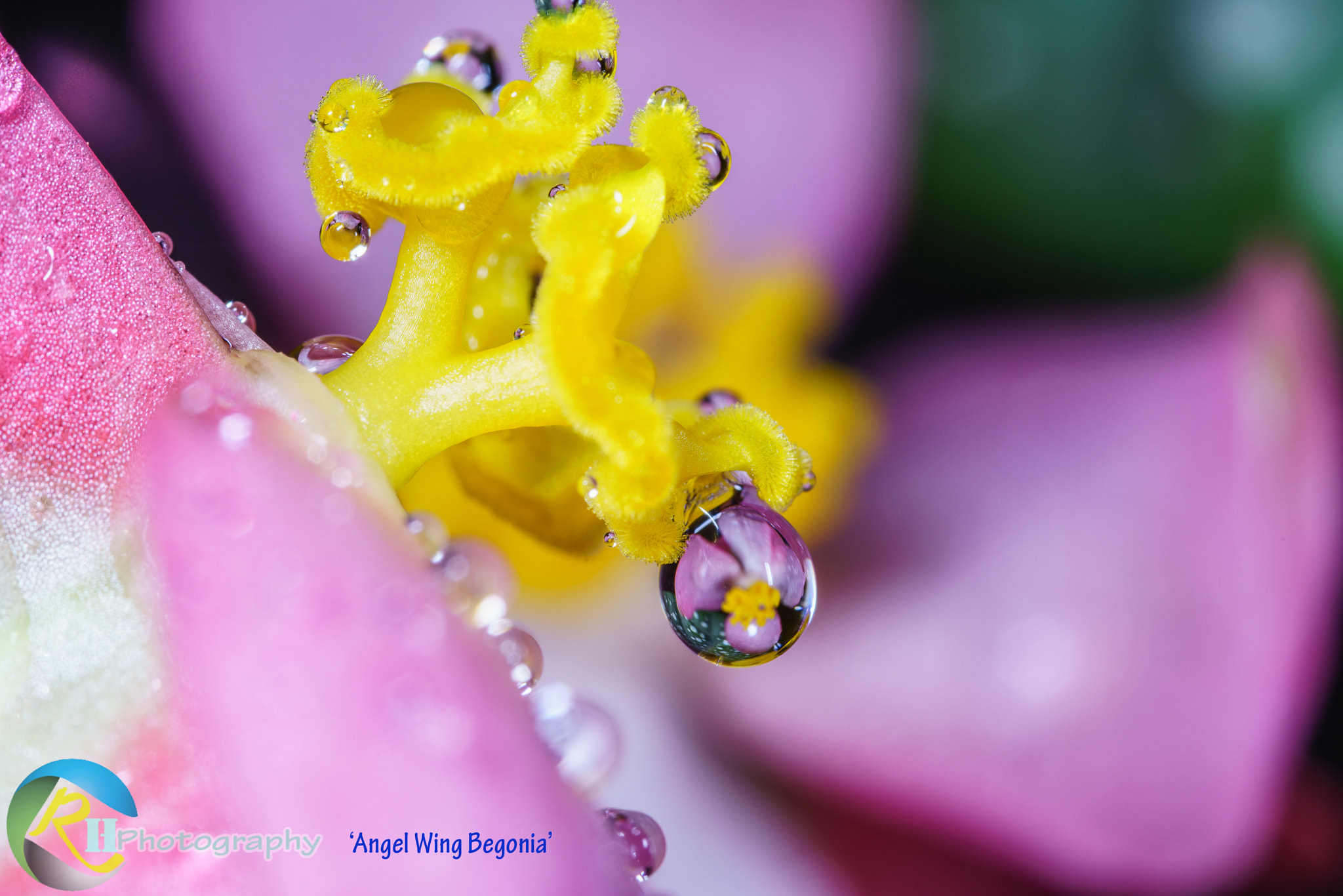 Canon MP-E 65mm F2.5 1-5x Macro Photo sample photo. Angel wing begonia photography