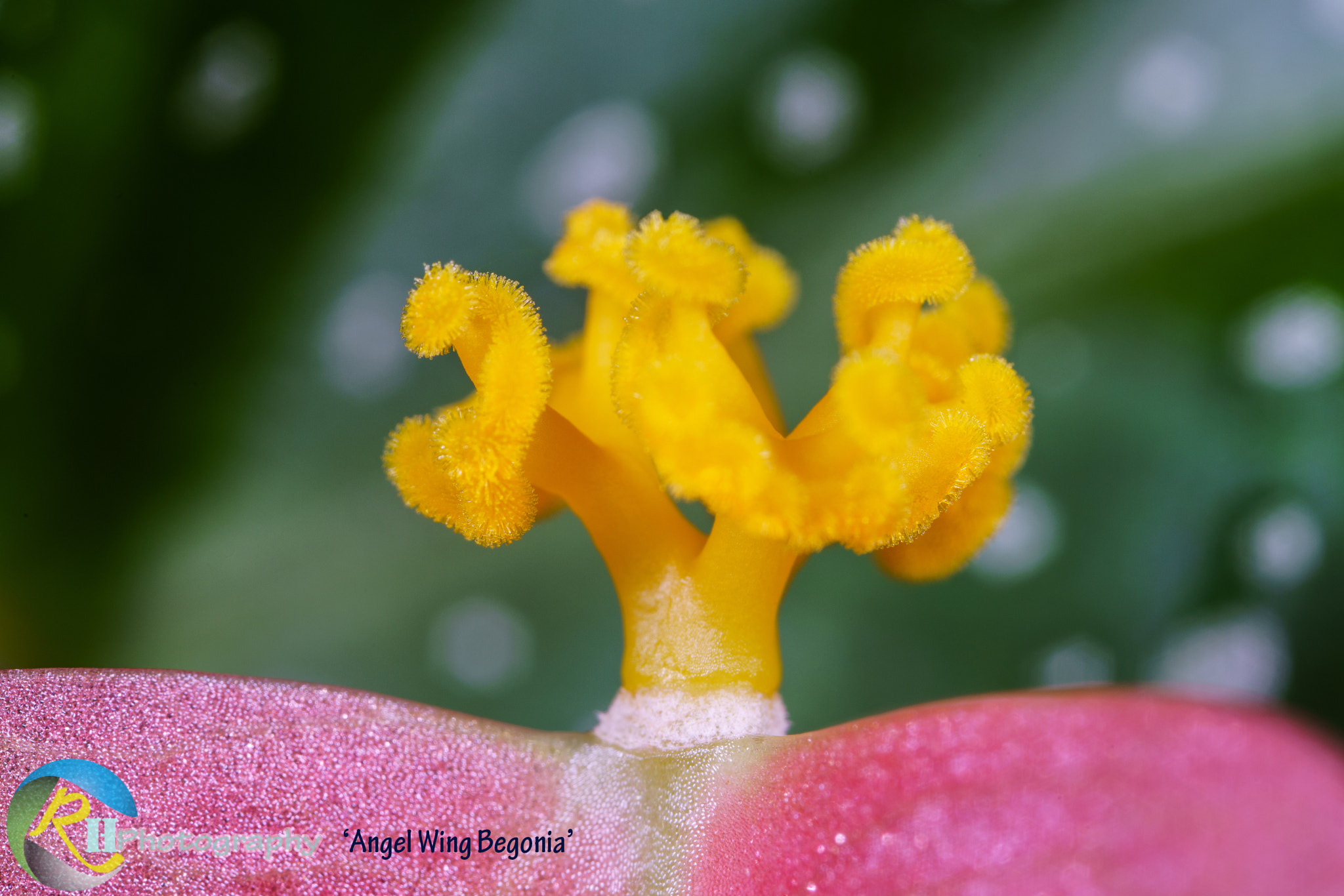 Canon MP-E 65mm F2.5 1-5x Macro Photo sample photo. Angel wing begonia photography