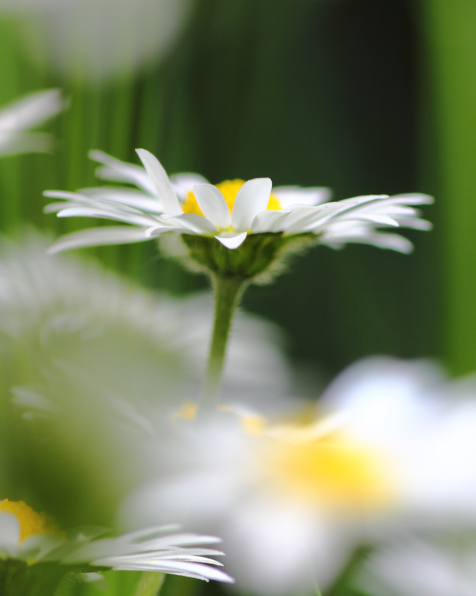 Canon EOS 550D (EOS Rebel T2i / EOS Kiss X4) + Tamron SP AF 90mm F2.8 Di Macro sample photo. Over photography