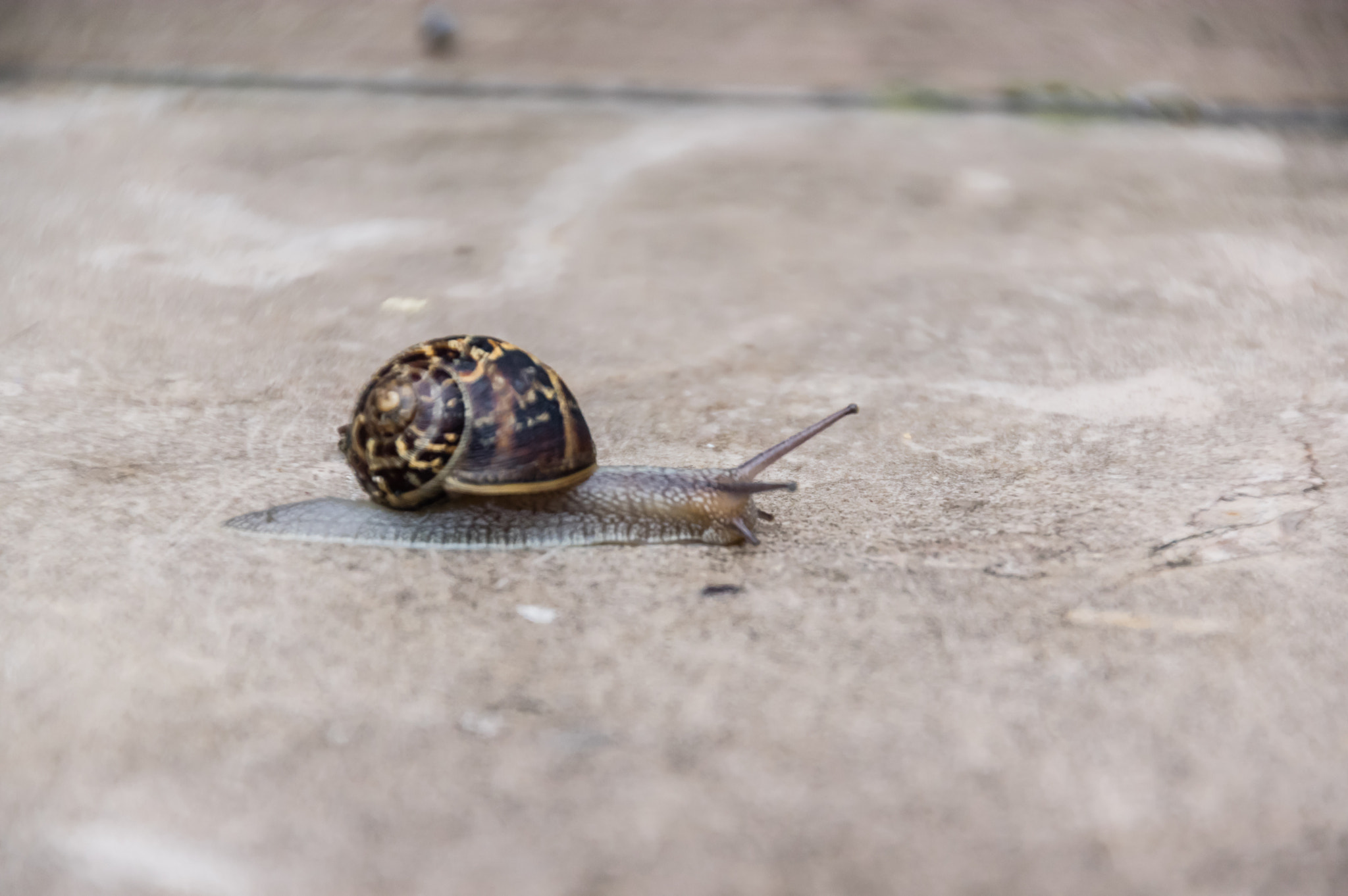 Pentax K-3 + Pentax smc DA 18-270mm F3.5-6.3 ED SDM sample photo. Speed photography