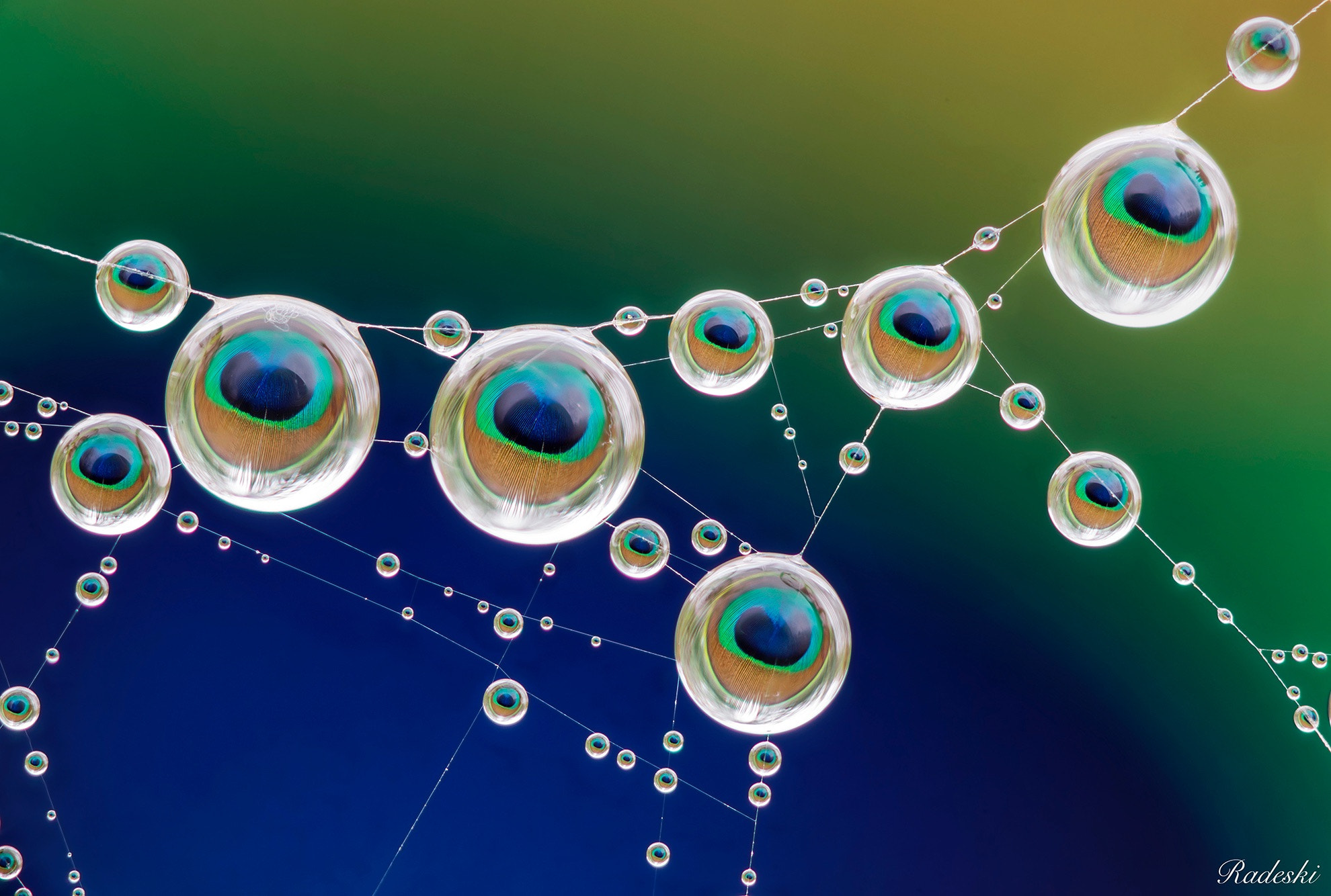 Nikon D800E + Nikon AF Micro-Nikkor 60mm F2.8D sample photo. Gocce di pavone photography