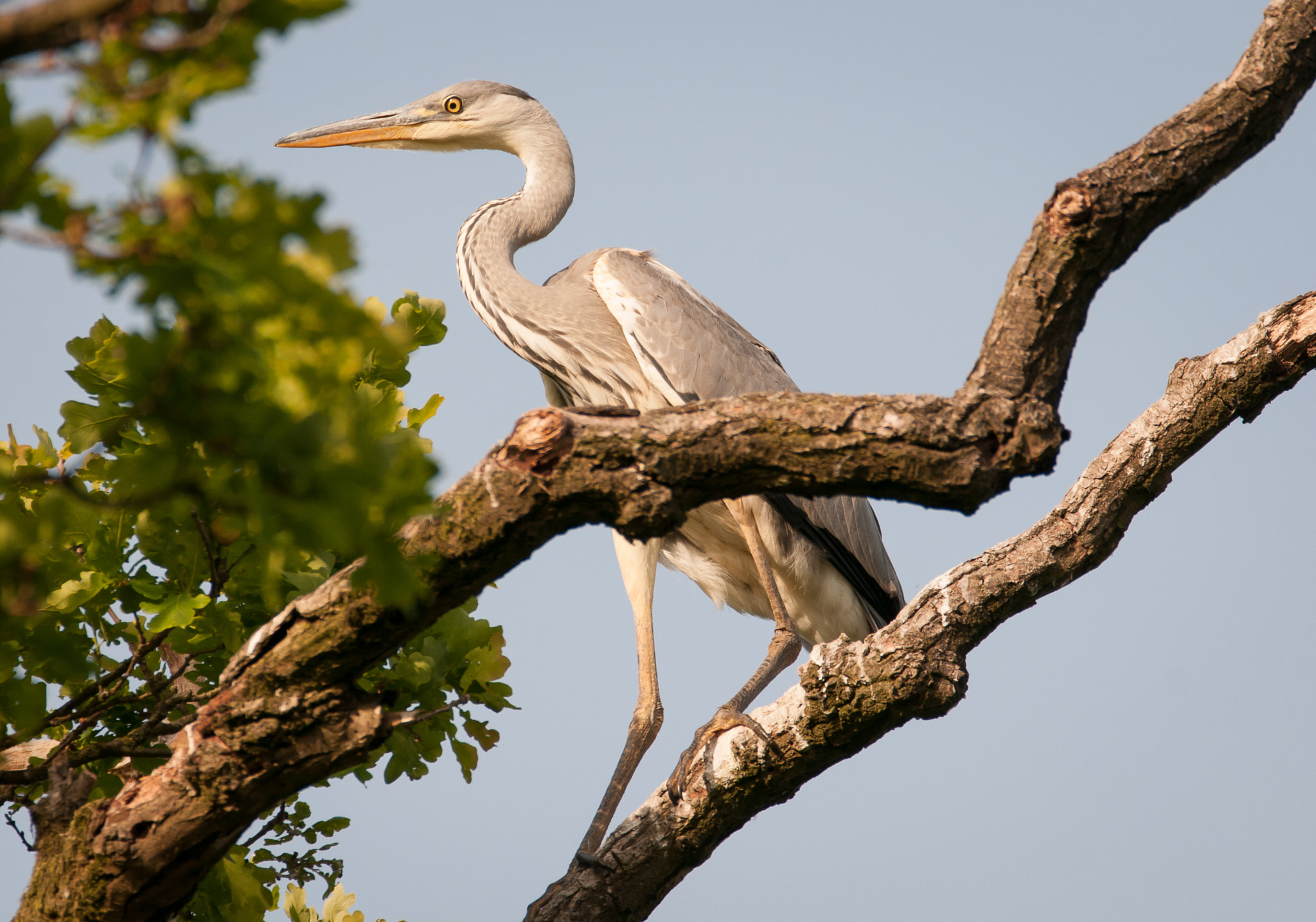 Sigma 150-600mm F5-6.3 DG OS HSM | C sample photo. Reiger (ardeidae) photography