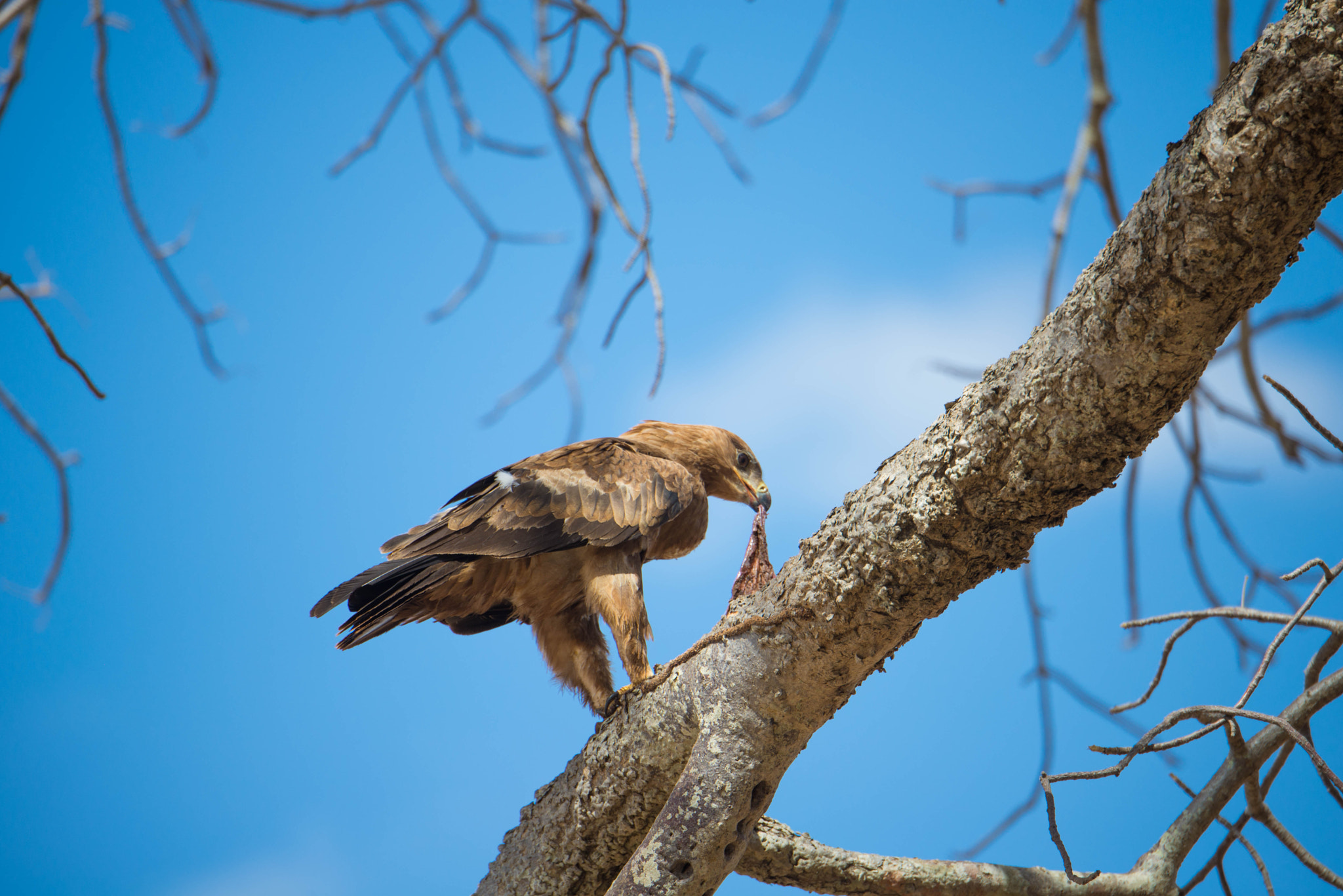 Nikon D600 sample photo. Eagle photography