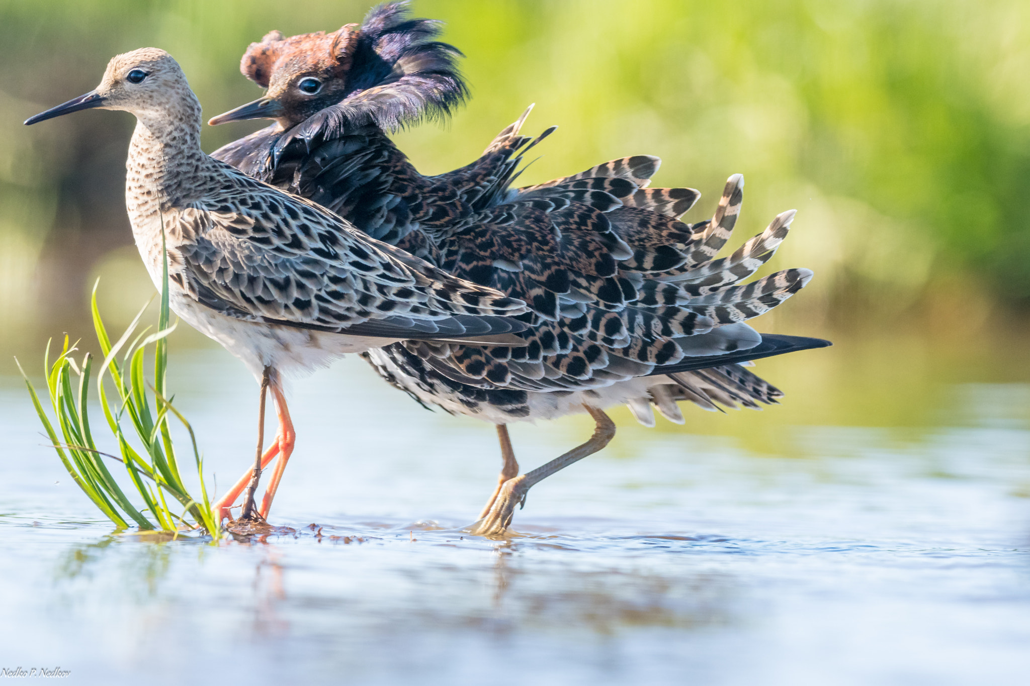 Nikon AF-S Nikkor 600mm F4E FL ED VR sample photo. Madam, do yo need escort today? photography