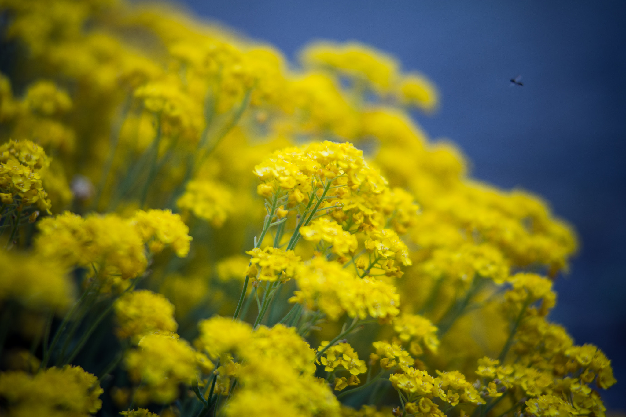 Samsung NX1000 + Samsung NX 45mm F1.8 sample photo. Yellow flowers photography