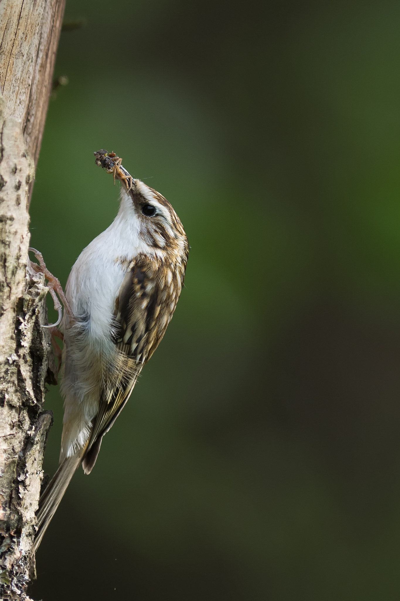 Olympus OM-D E-M1 + OLYMPUS 300mm Lens sample photo. Eurasian treecreeper photography