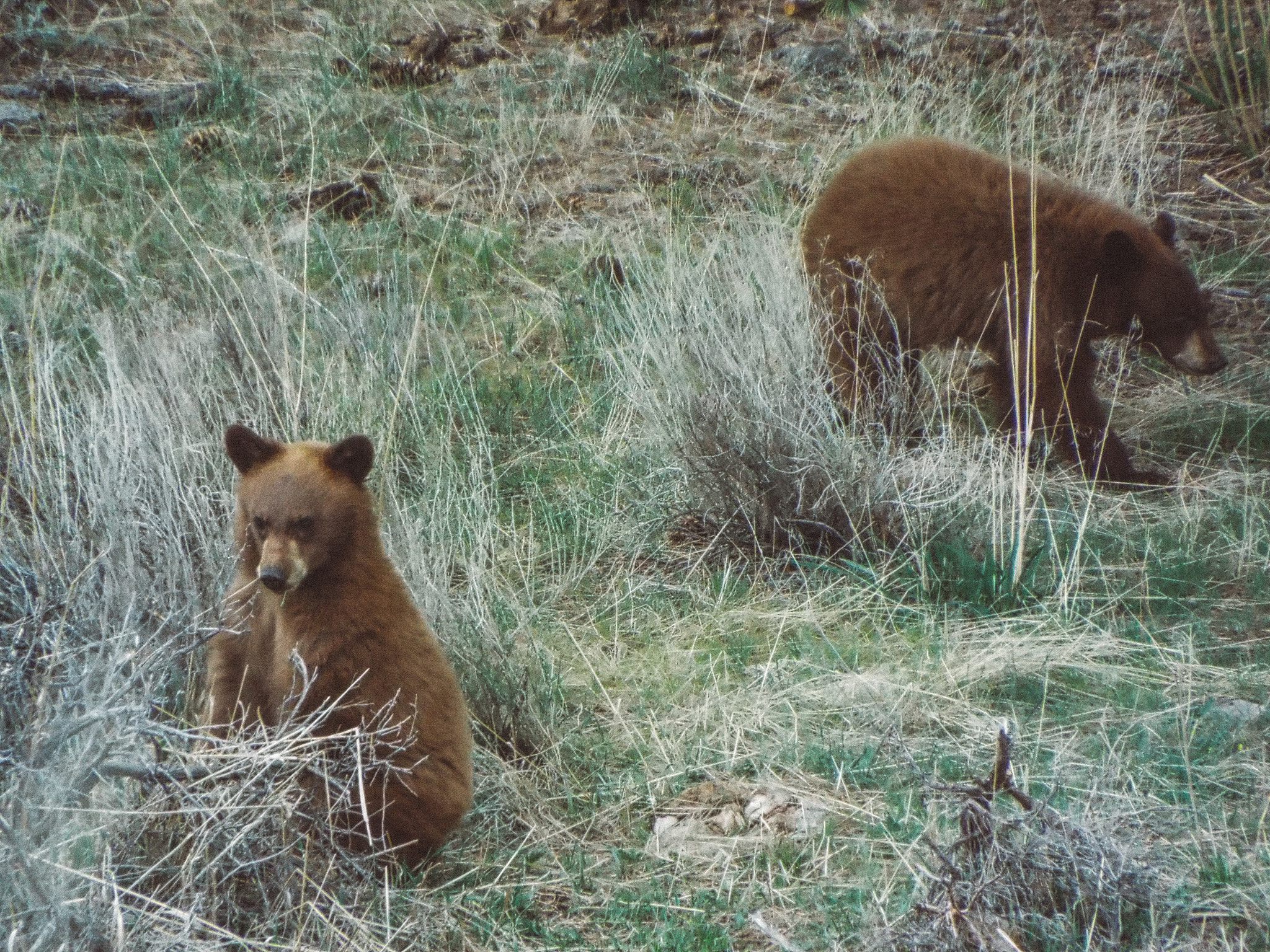 Fujifilm FinePix S9400W sample photo. Twins in yellowstone photography