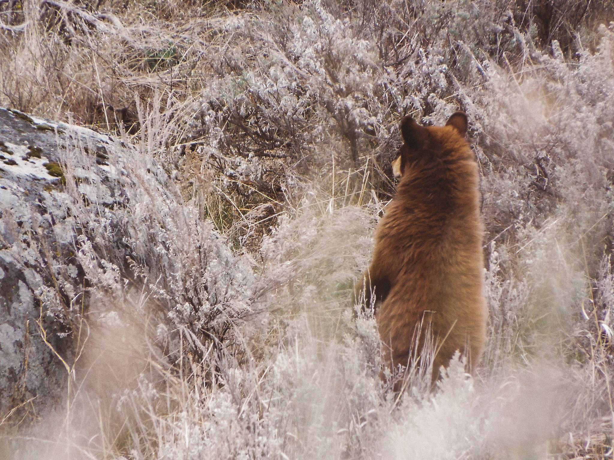 Fujifilm FinePix S9400W sample photo. Cub in yellowstone photography