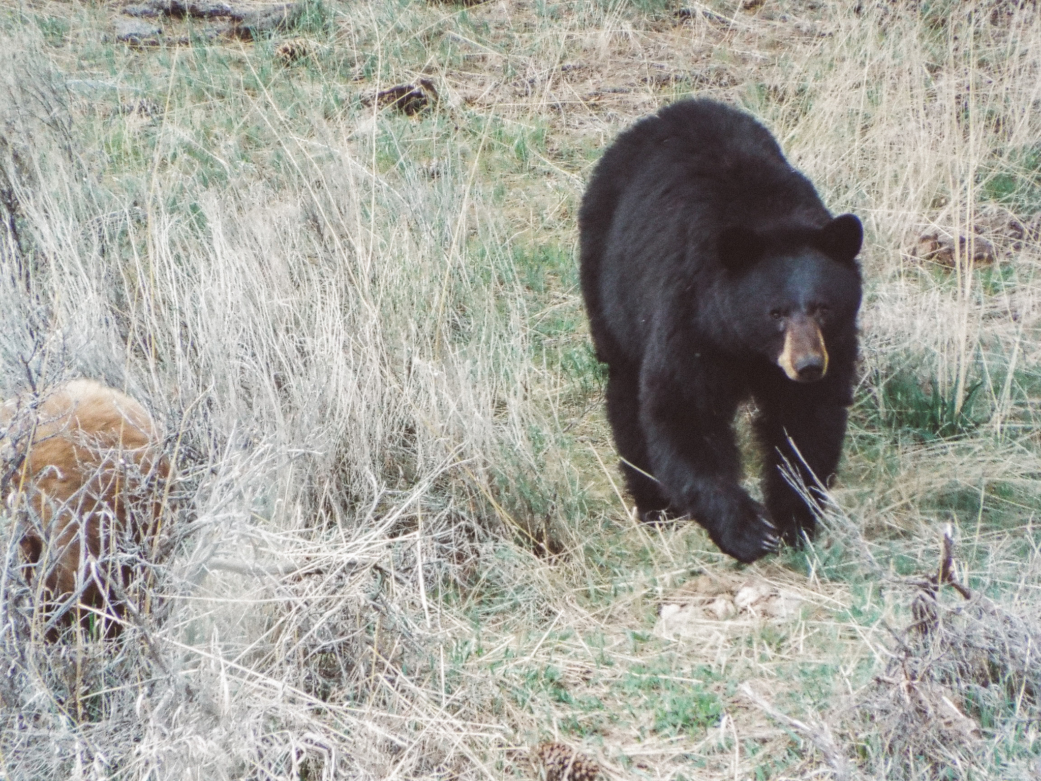 Fujifilm FinePix S9400W sample photo. Momma bear photography