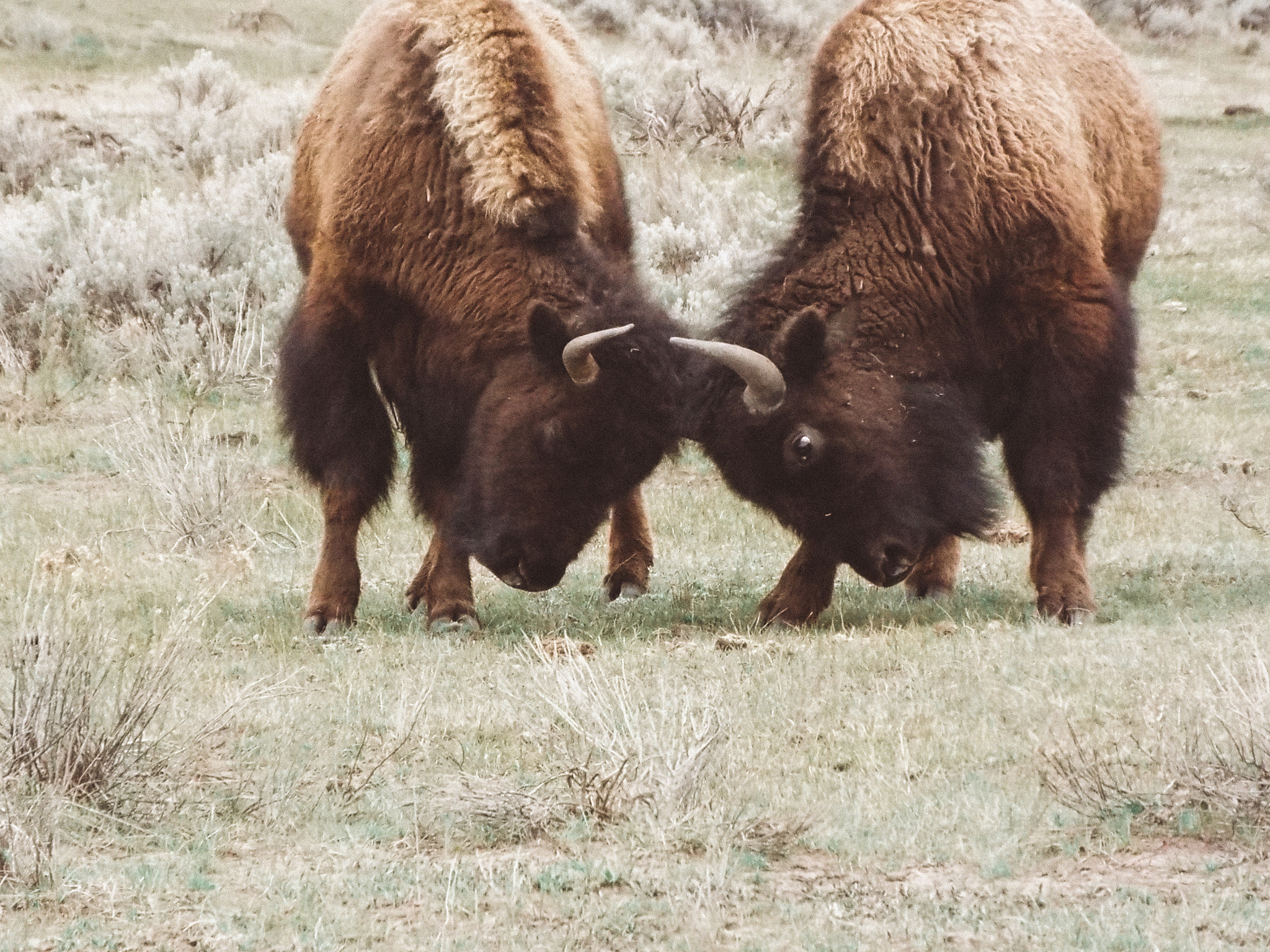 Fujifilm FinePix S9400W sample photo. Life in yellowstone photography