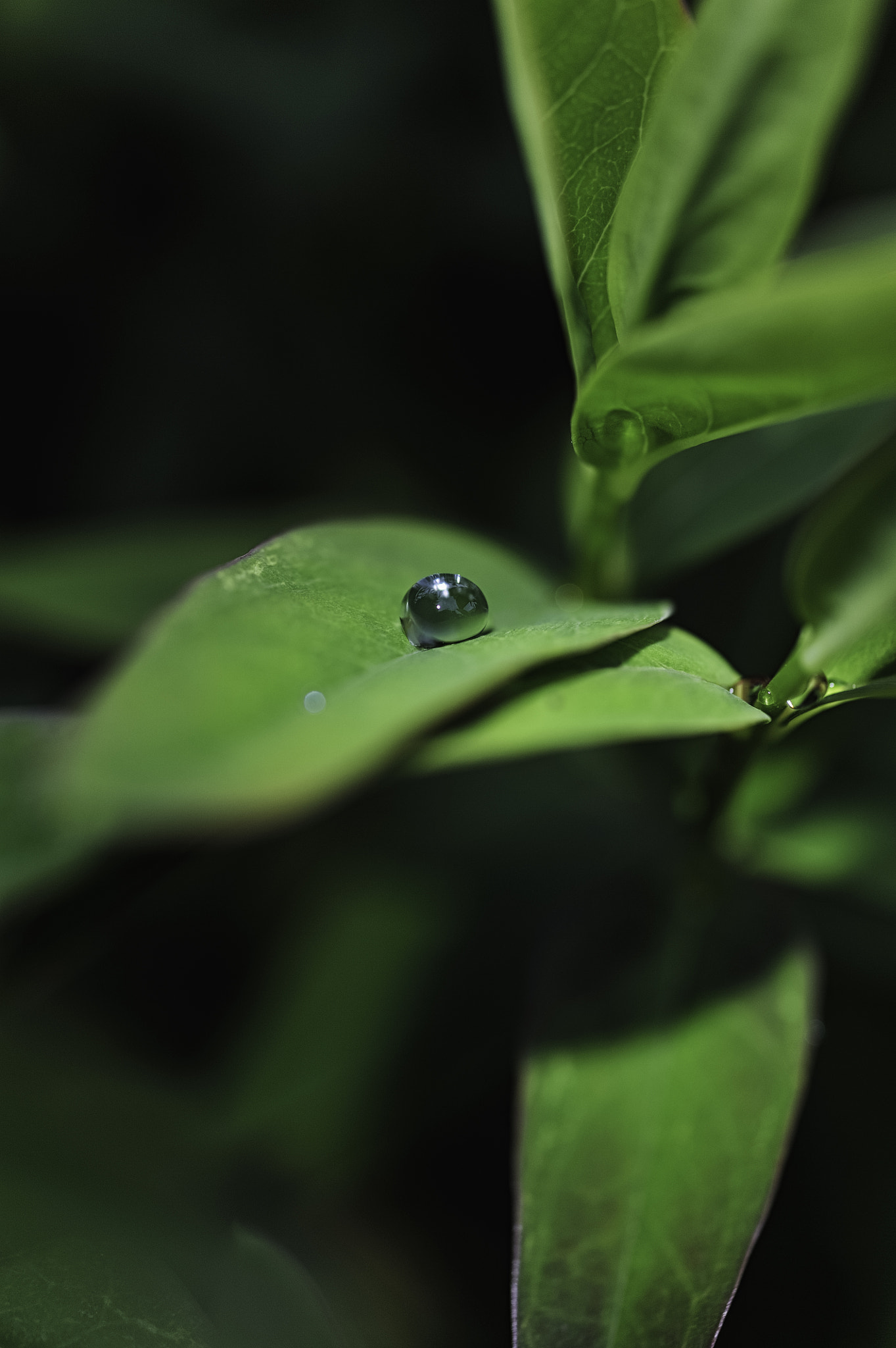 Nikon D700 + Sigma 50mm F2.8 EX DG Macro sample photo. Droplet after rain photography