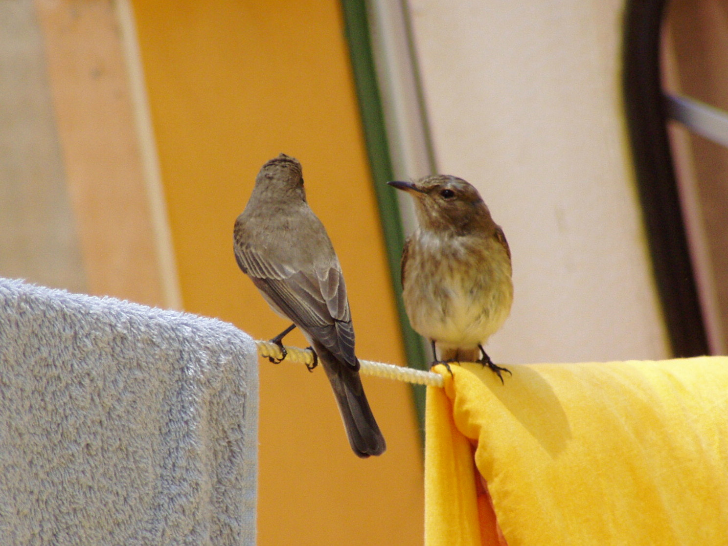 Olympus C720UZ sample photo. Hai visto il mio shampoo? photography