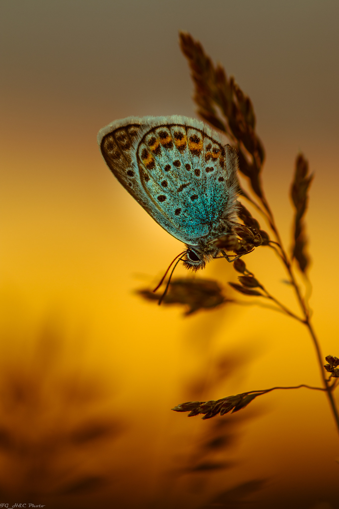 Canon EF 100mm F2.8 Macro USM sample photo. Butterfly chill photography