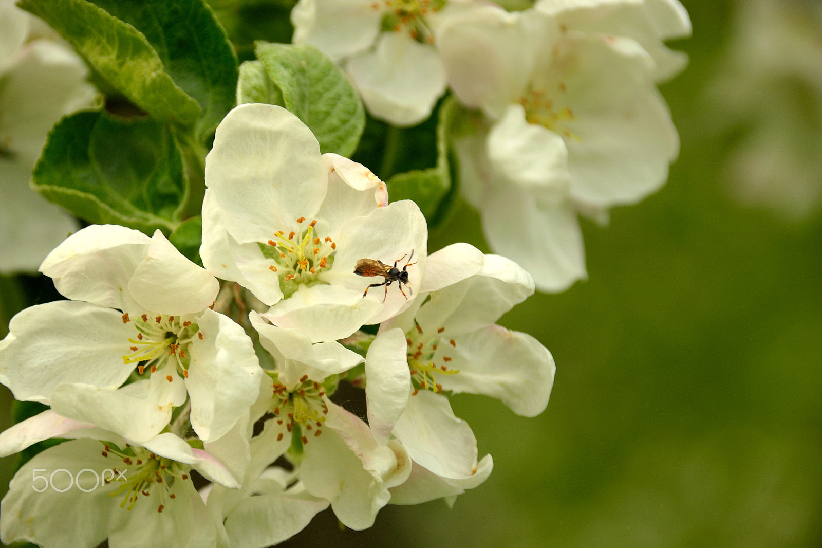 Sigma 18-200mm F3.5-6.3 DC OS HSM sample photo. Flower and flying ant photography