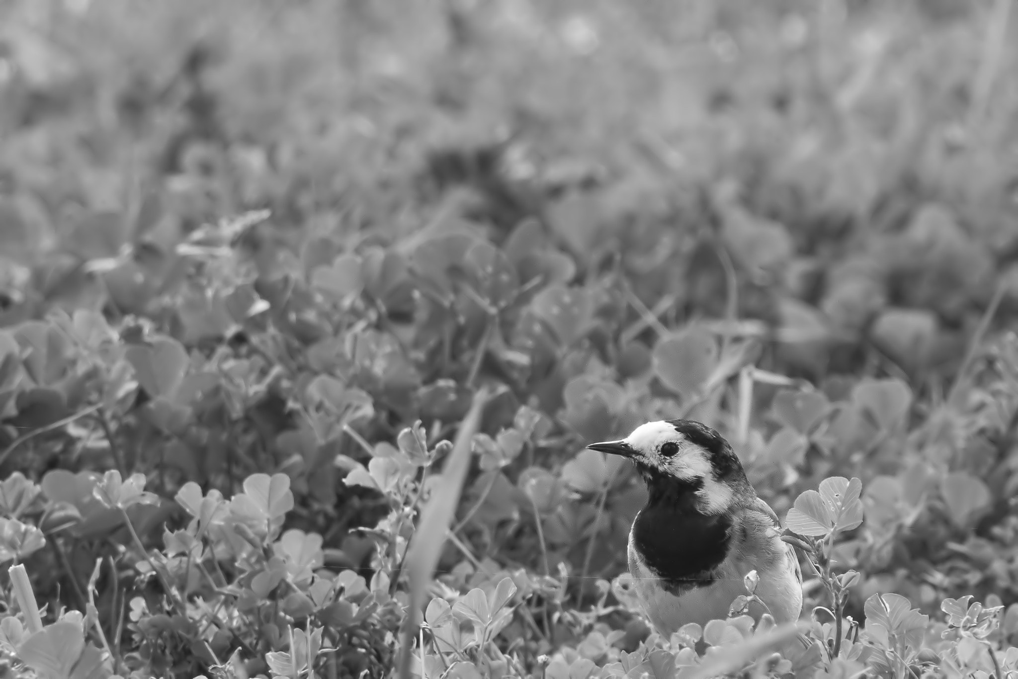 Sigma 50-500mm f/4-6.3 APO HSM EX sample photo. ..hello.. photography