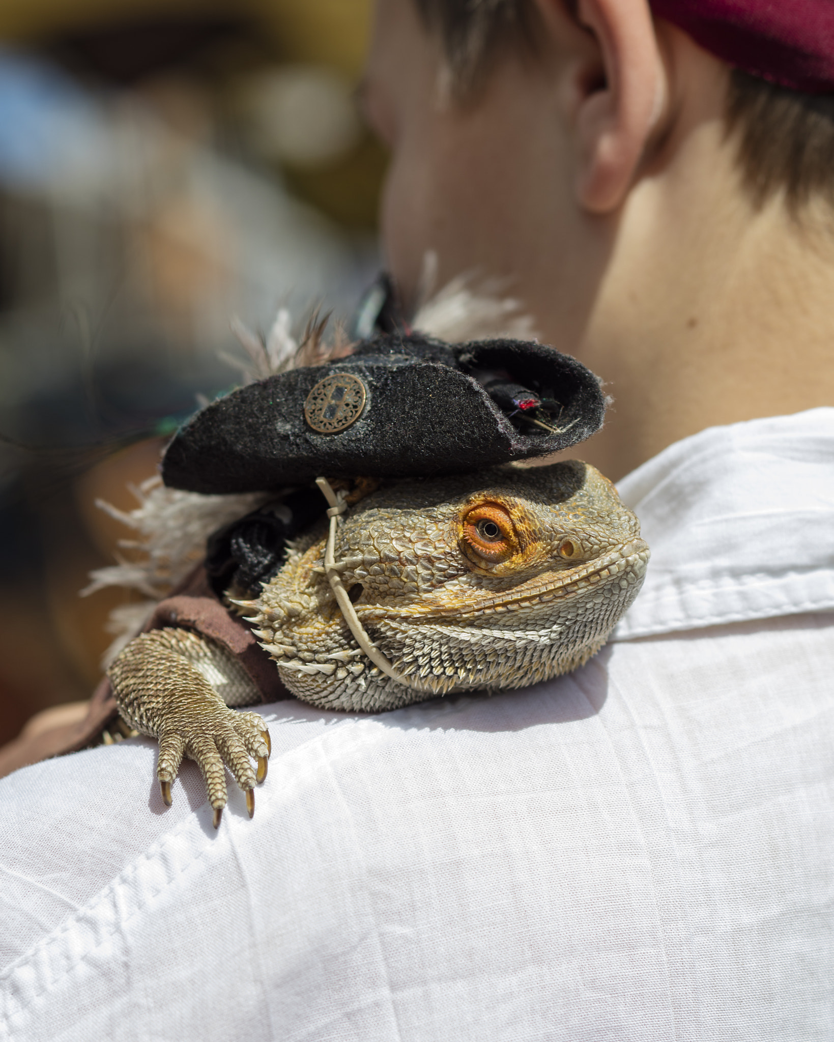 Canon EOS 5DS + Canon TS-E 90mm F2.8 Tilt-Shift sample photo. Dragon beard photography