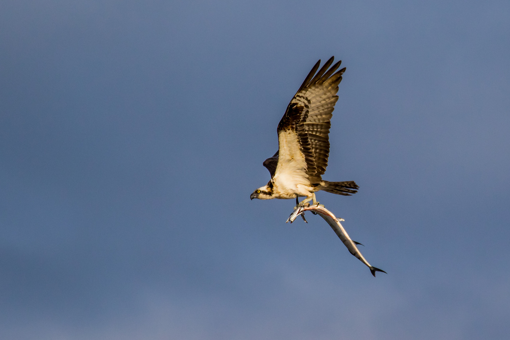 Canon EF 70-200mm F4L IS USM sample photo. Osprey_wbarracuda.jpg photography