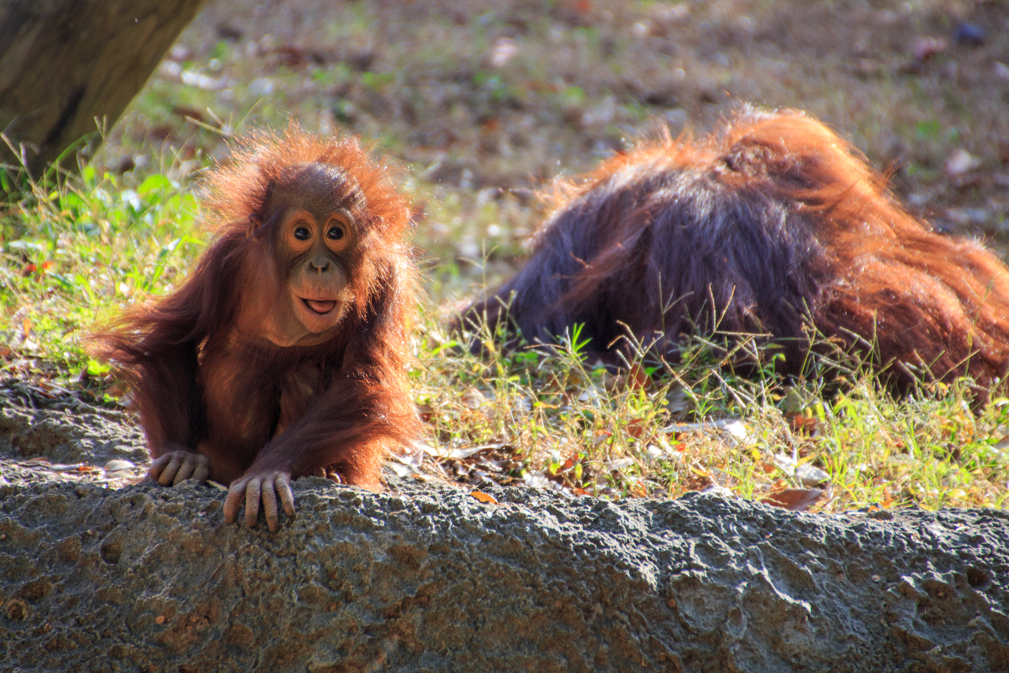 Canon EOS 650D (EOS Rebel T4i / EOS Kiss X6i) sample photo. Orangutan photography