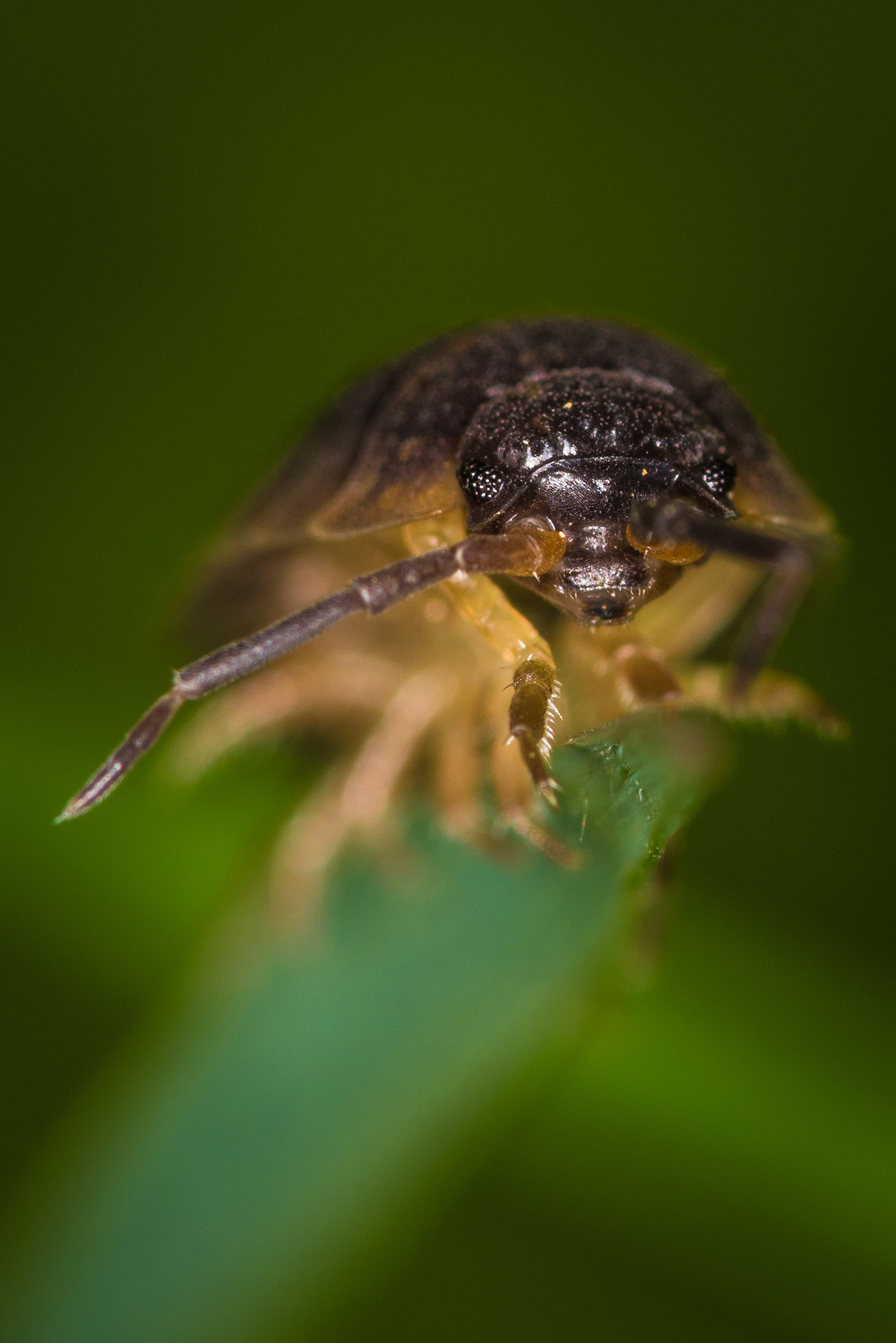 Nikon D810 + Nikon AF Micro-Nikkor 200mm F4D ED-IF sample photo. You weren't expecting me here... photography