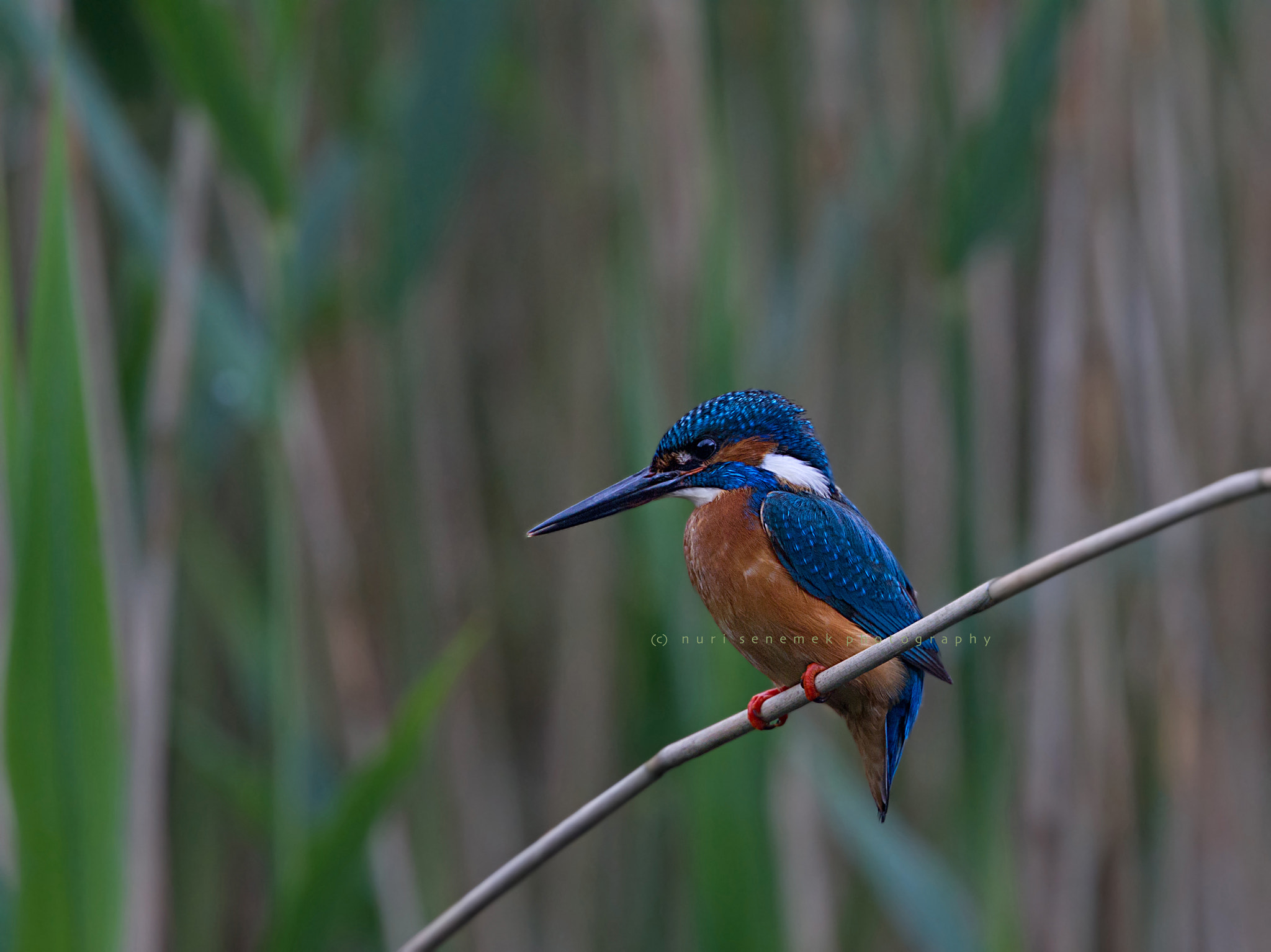 Canon EF 400mm F4 DO IS II USM sample photo. Kingfisher_1 photography