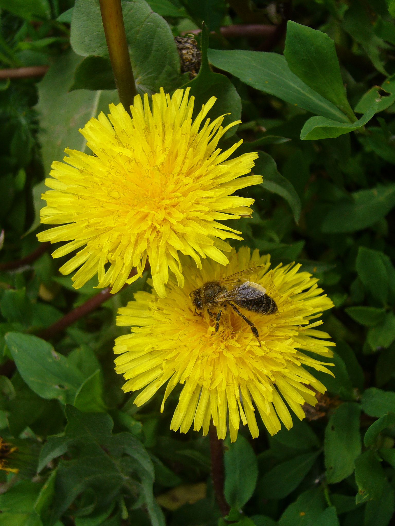 Panasonic DMC-FX8 sample photo. Dandelions / Одуванчики photography