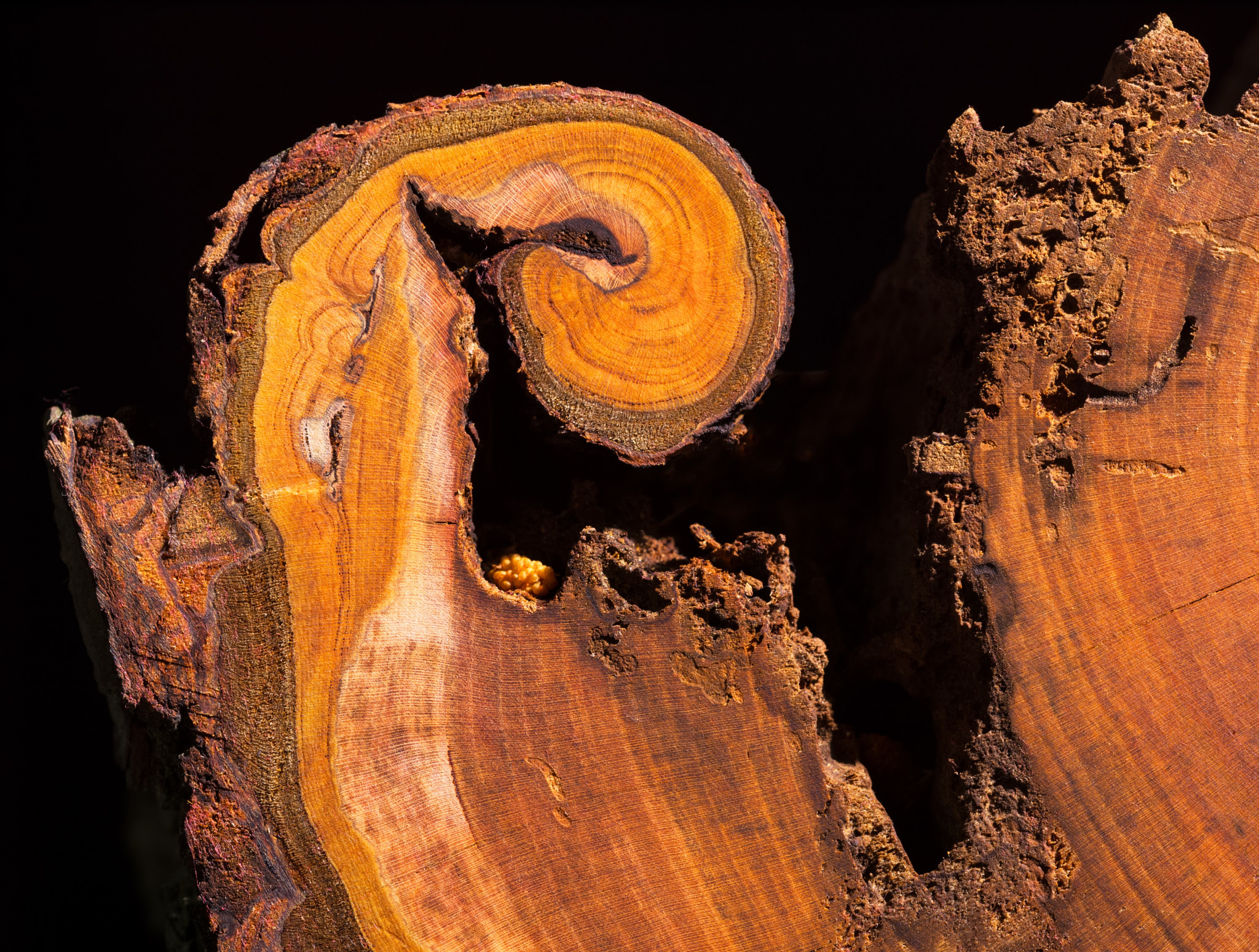 Apo-Macro-Summarit-S 120 sample photo. Burl (of ) () photography
