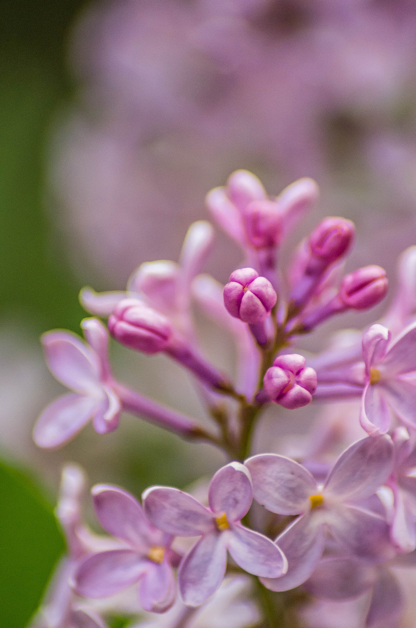 Tamron AF 70-300mm F4-5.6 Di LD Macro sample photo. Tiny xx photography