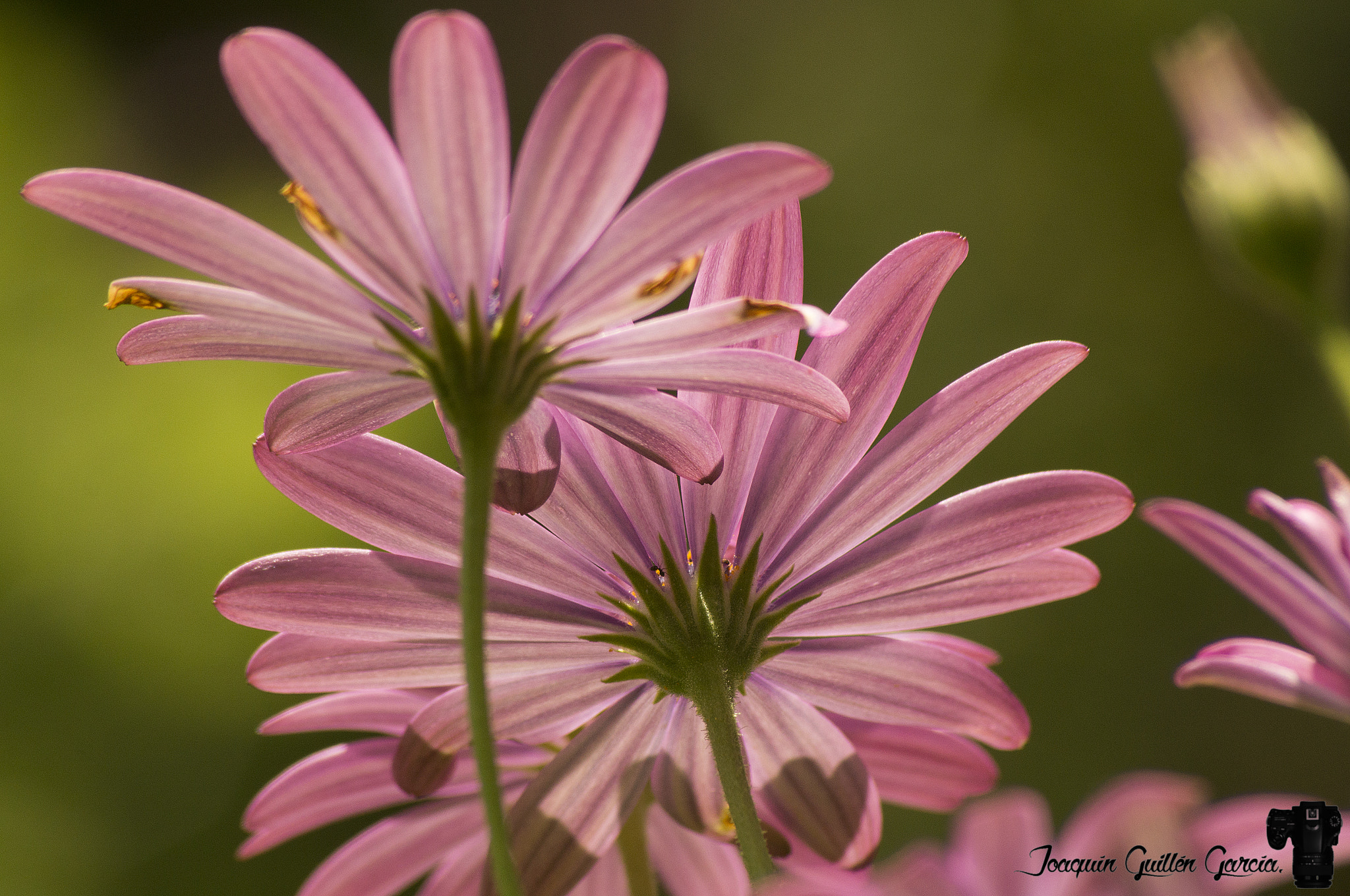 Sony SLT-A35 sample photo. . photography