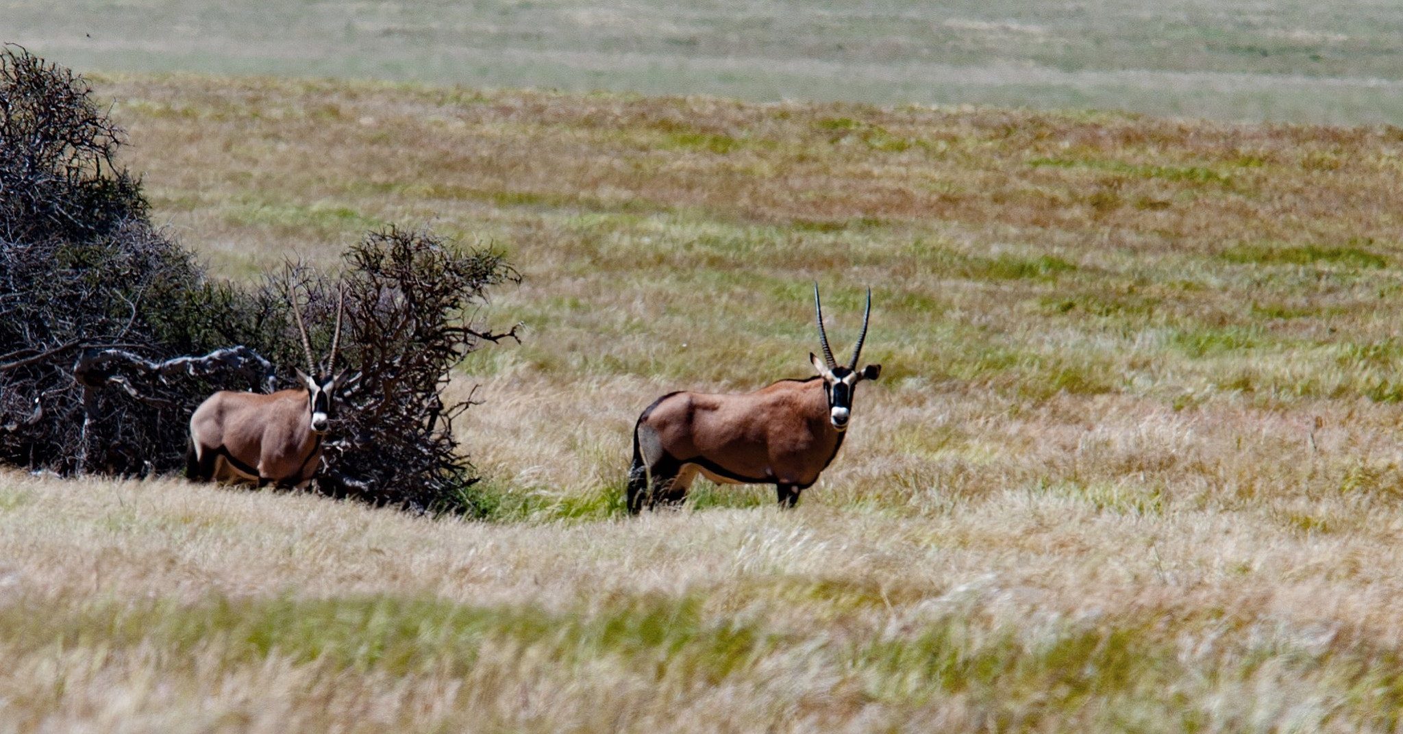 Nikon D80 sample photo. Oryxantilope photography