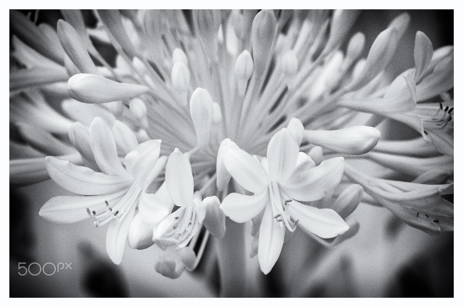 Nikon D300S sample photo. Nile lily infrared photography
