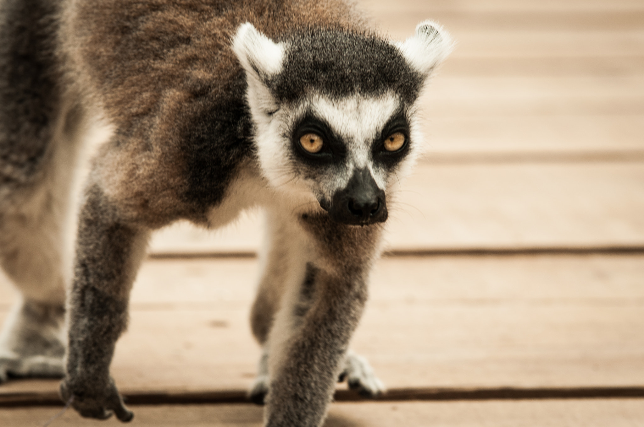 Nikon D300 + Tamron SP AF 70-200mm F2.8 Di LD (IF) MACRO sample photo. Lemur catta (ring-tailed lemur) photography