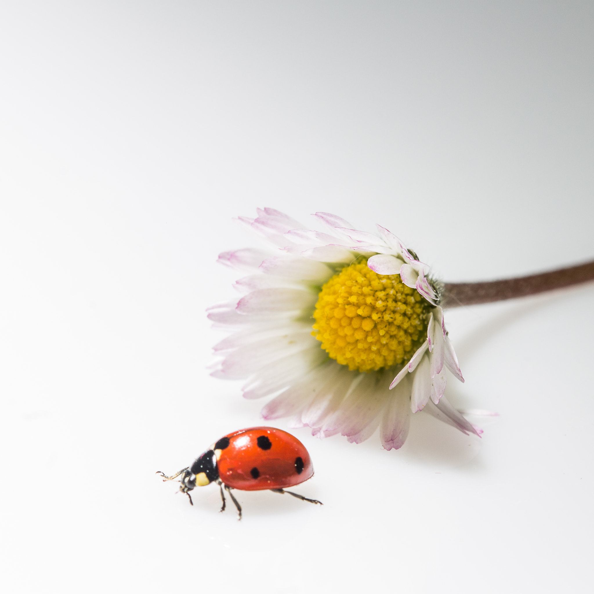 Canon EF 100mm F2.8 Macro USM sample photo. Ladybug photography