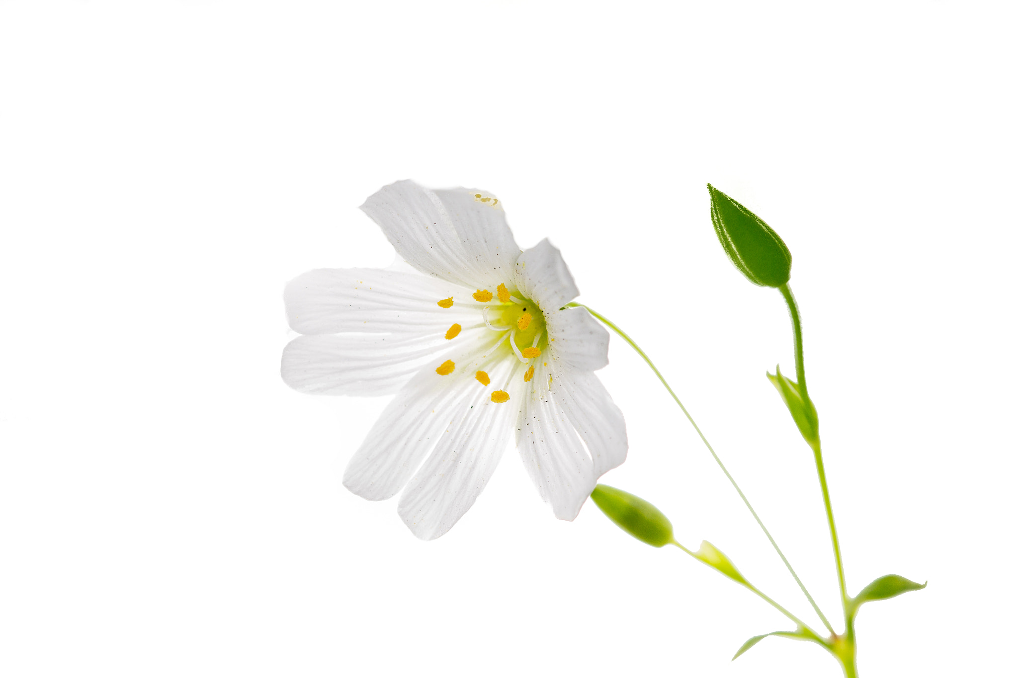 Canon EF 100mm F2.8 Macro USM sample photo. Flower photography