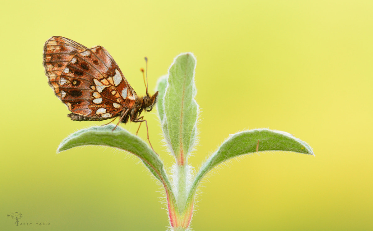 Nikon D7100 + Nikon AF-S Nikkor 28mm F1.8G sample photo. Weaver's fritillary photography