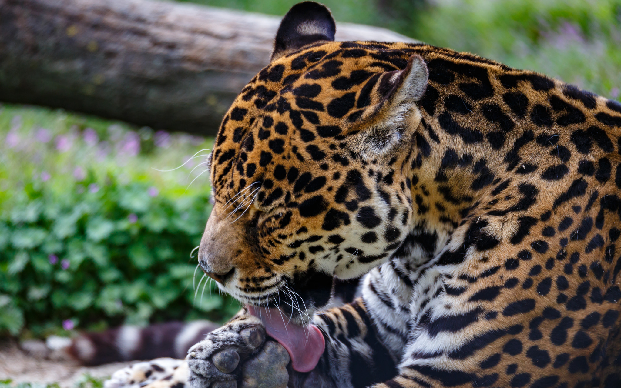 Sigma 150-600mm F5-6.3 DG OS HSM | C sample photo. Cat-wash photography