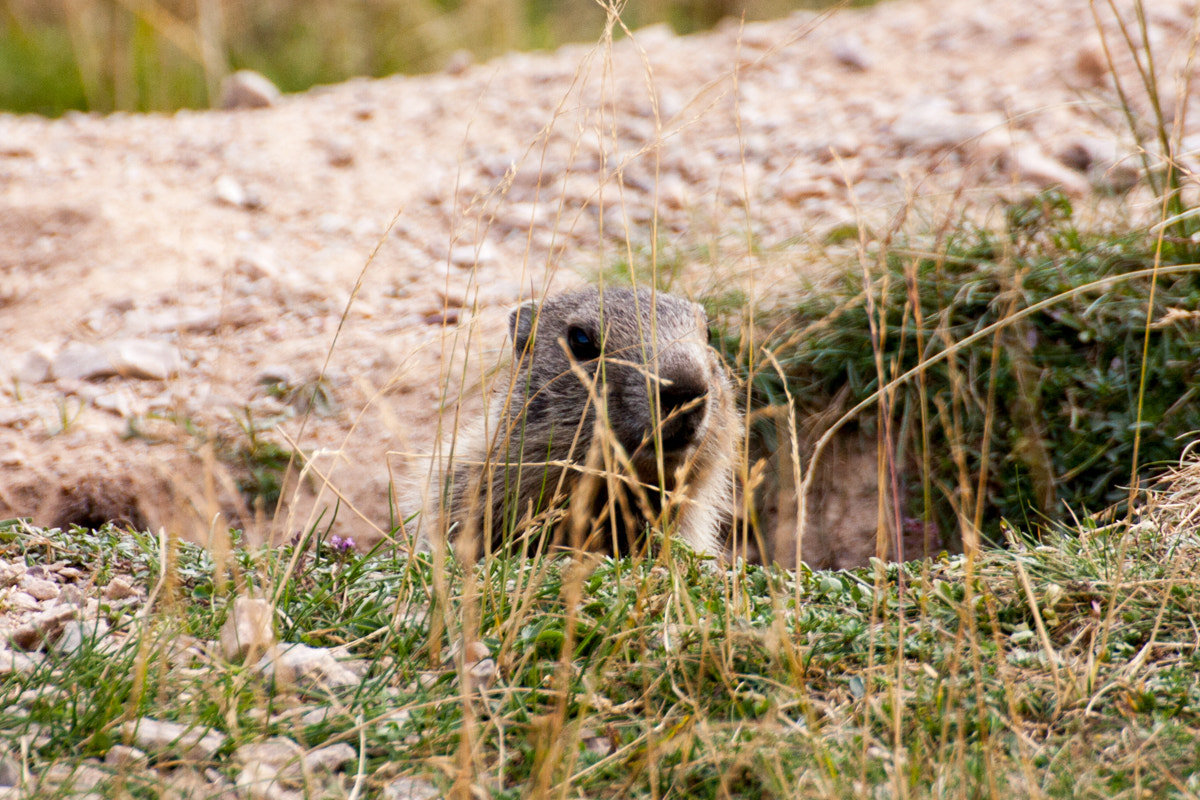 Canon EOS 450D (EOS Rebel XSi / EOS Kiss X2) sample photo. Marmot in livigno photography