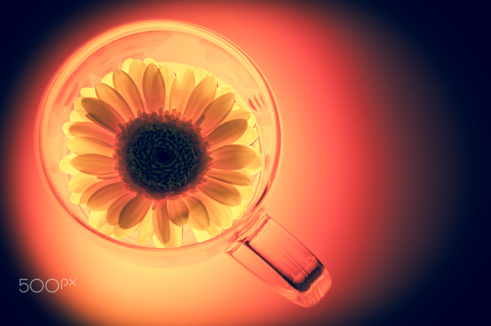 Nikon D5000 + Nikon AF Nikkor 50mm F1.8D sample photo. Floating flower photography