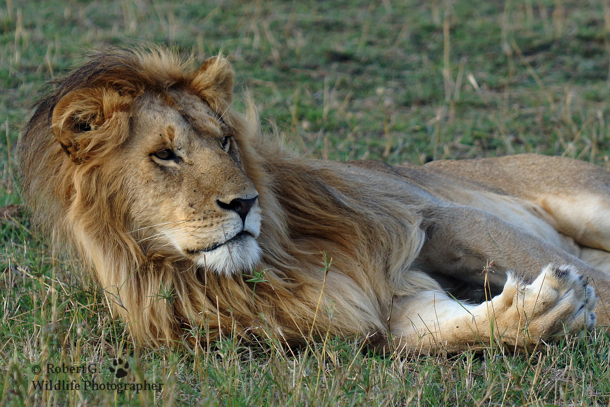 Sony SLT-A77 + Minolta/Sony AF 70-200mm F2.8 G sample photo. The king photography