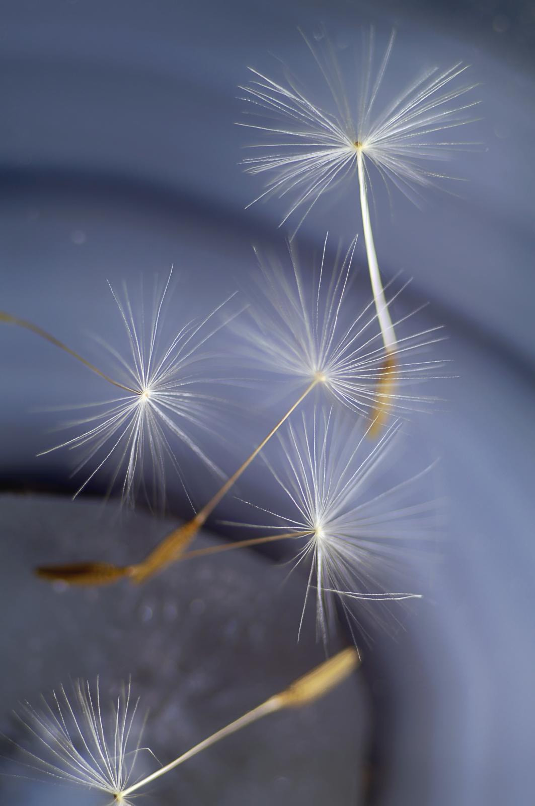 Sony Alpha NEX-6 + Sony DT 50mm F1.8 SAM sample photo. Dandelion seeds photography