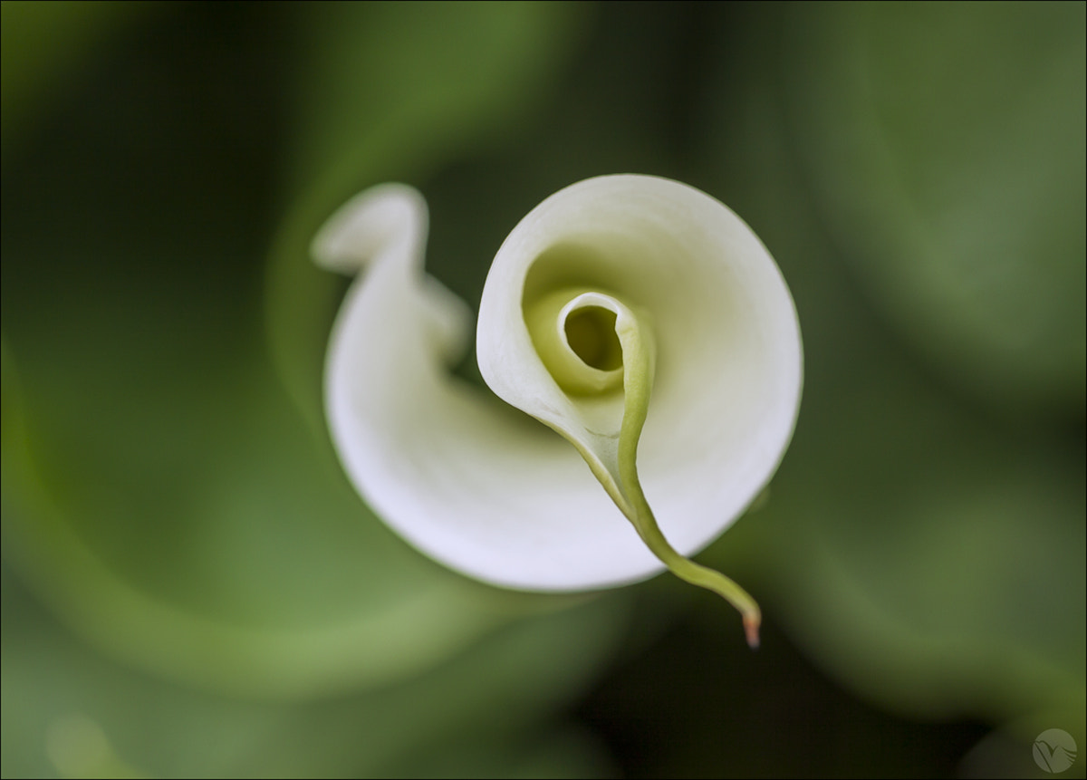 Sigma 105mm F2.8 EX DG OS HSM sample photo. Twister photography