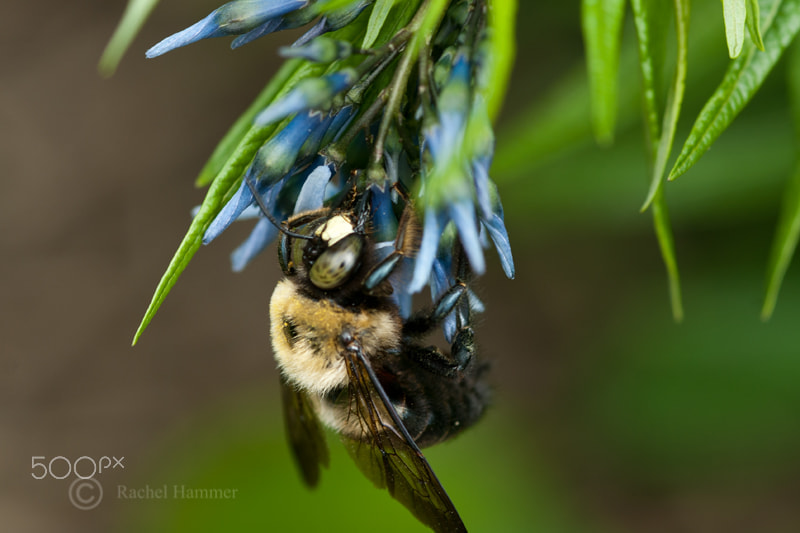 Nikon D200 + Sigma 105mm F2.8 EX DG Macro sample photo. Carpenter bee photography