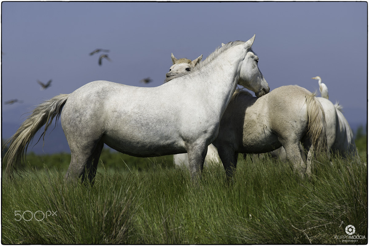 Nikon D600 + AF-S Zoom-Nikkor 80-200mm f/2.8D IF-ED sample photo. Camargue horses 1 photography
