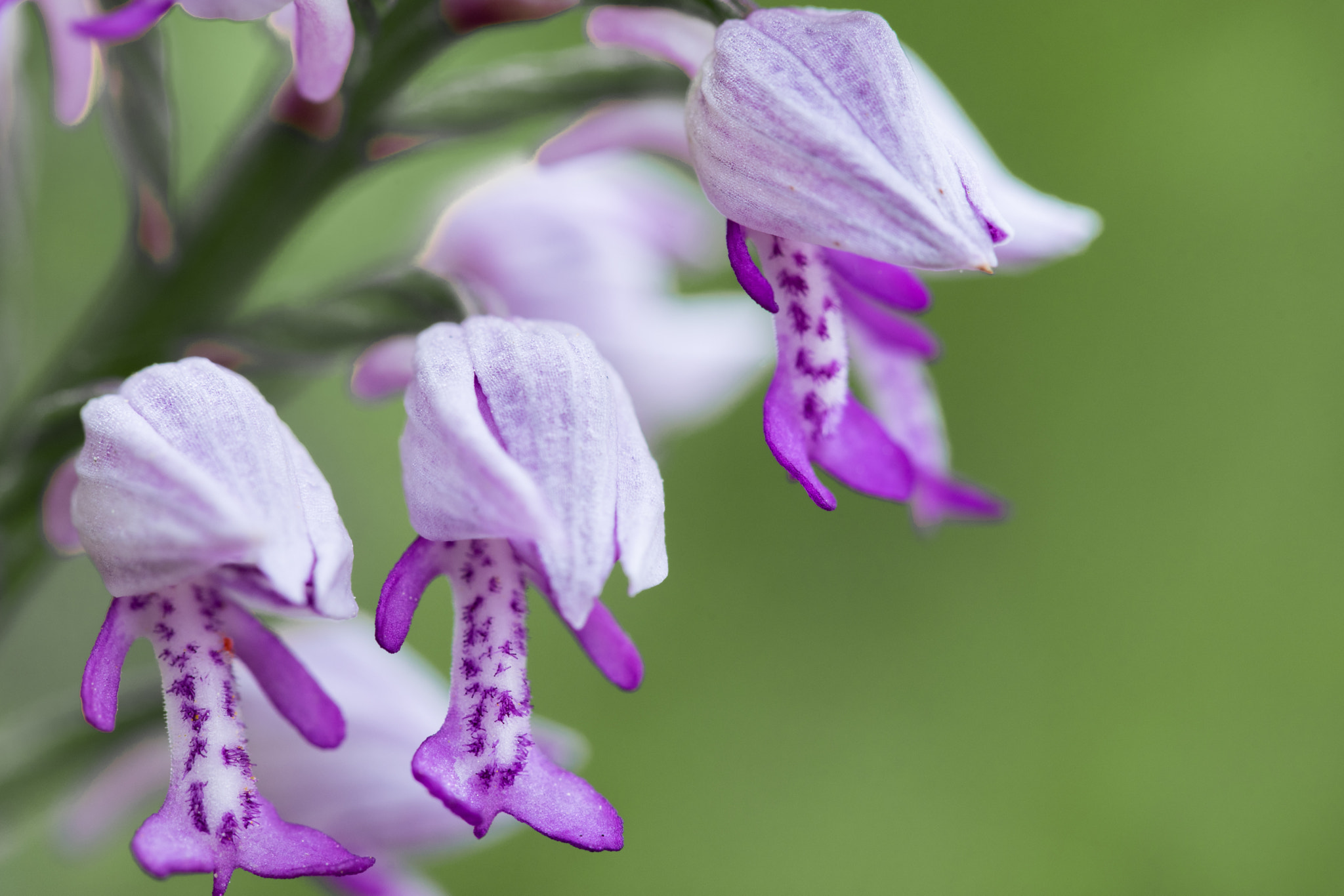 100mm F2.8 OSS sample photo. Orchis militaris photography