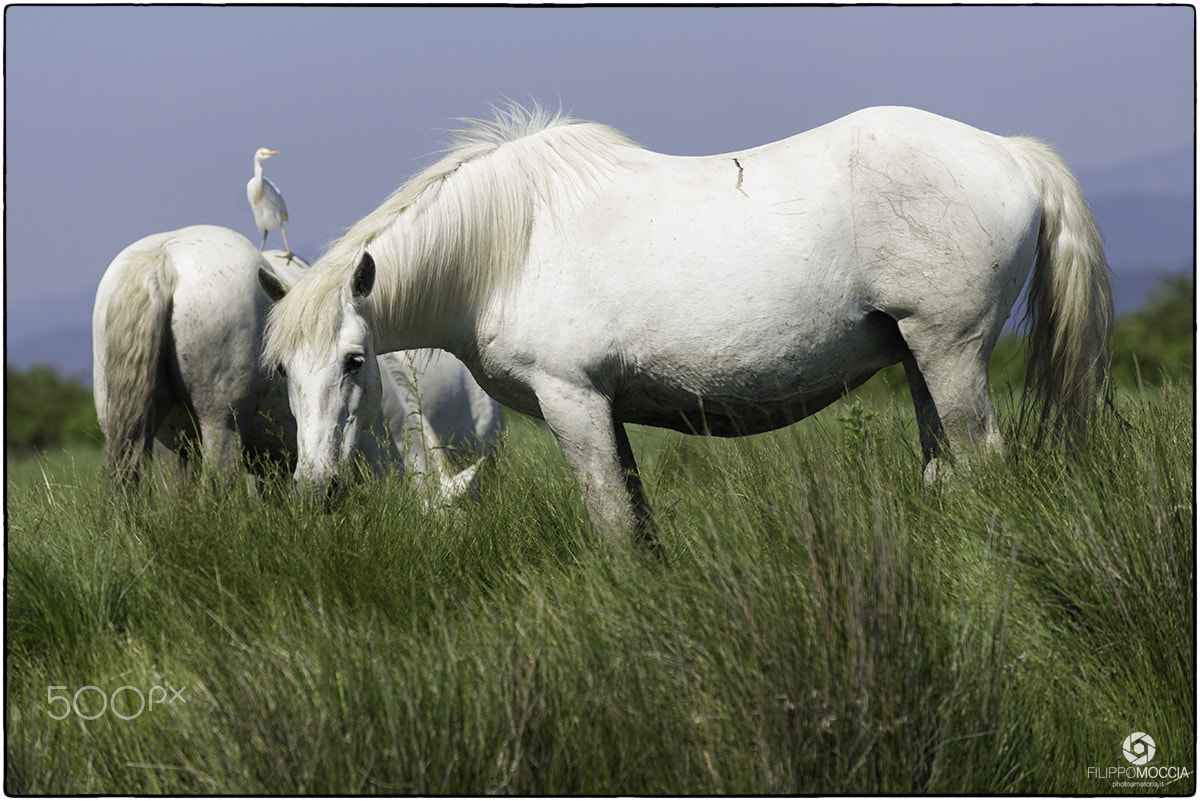 Nikon D600 + AF-S Zoom-Nikkor 80-200mm f/2.8D IF-ED sample photo. Camargue horses 5 photography